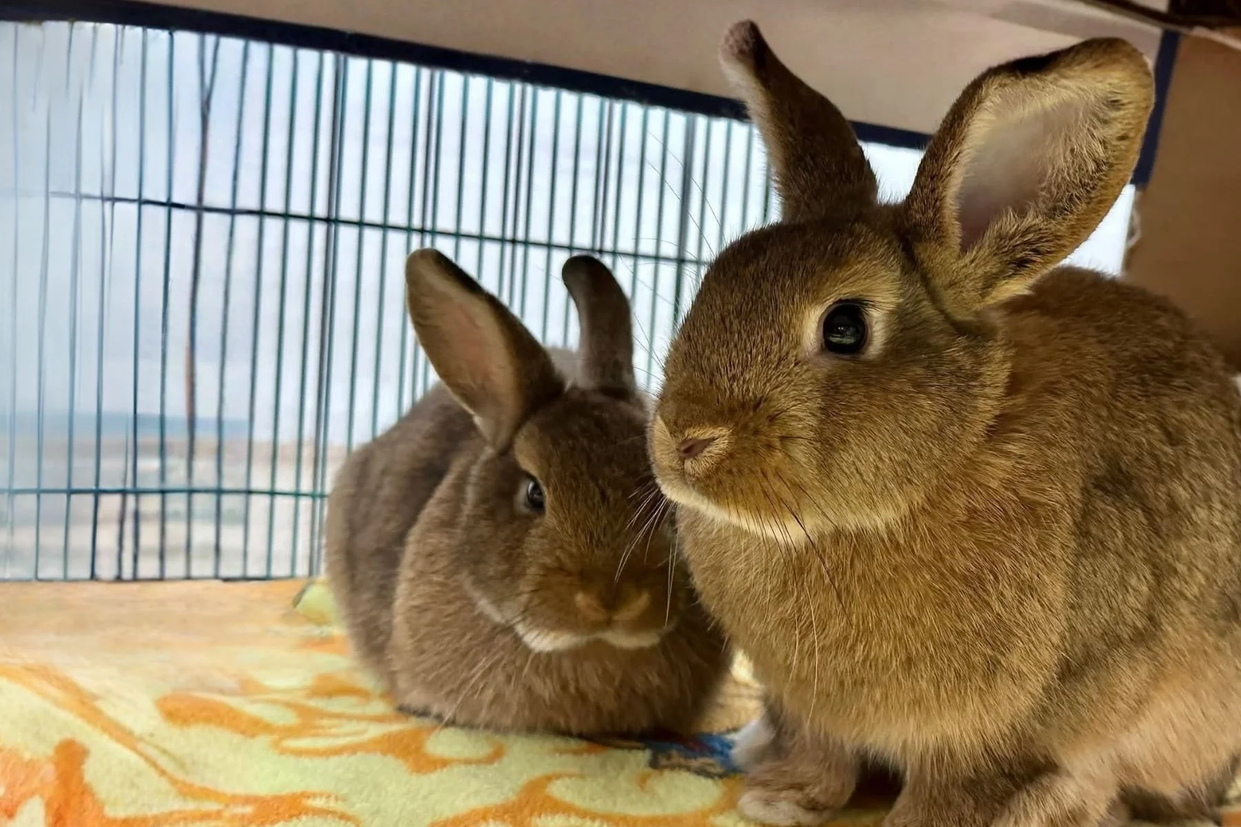 MDAWA Member Photo: Rocky Mountain House Rabbit Rescue