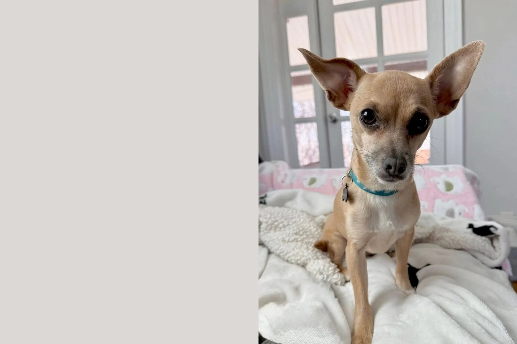MDAWA Member Photo: Humane Society of the South Platte Valley