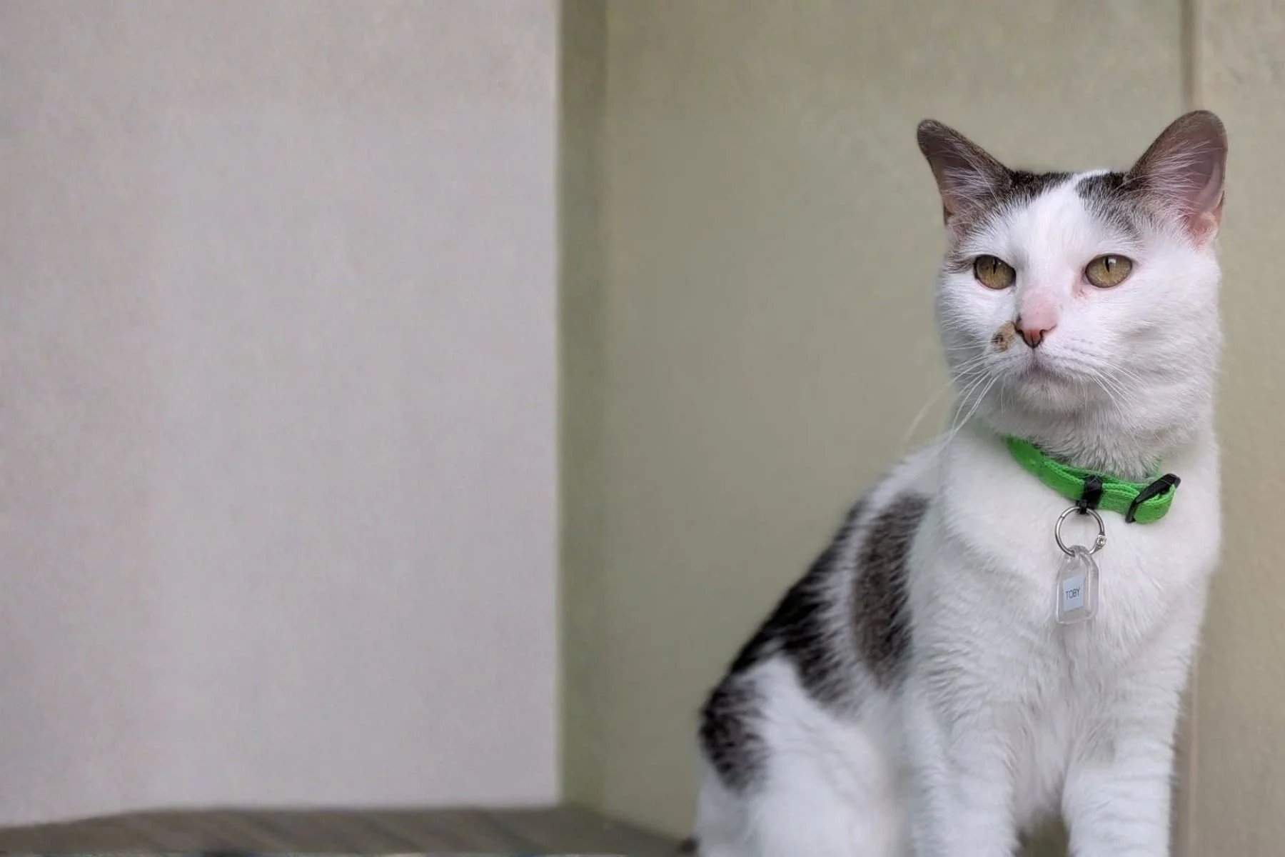 MDAWA Member Photo: Cat Care Society