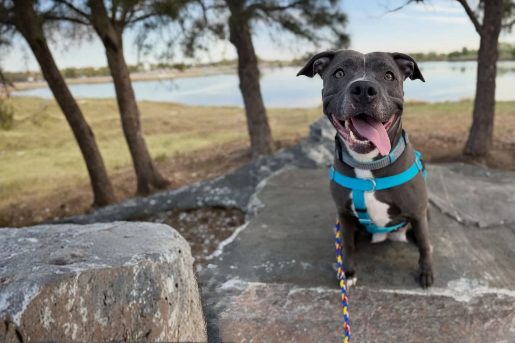 MDAWA Member Photo: Riverdale Animal Shelter