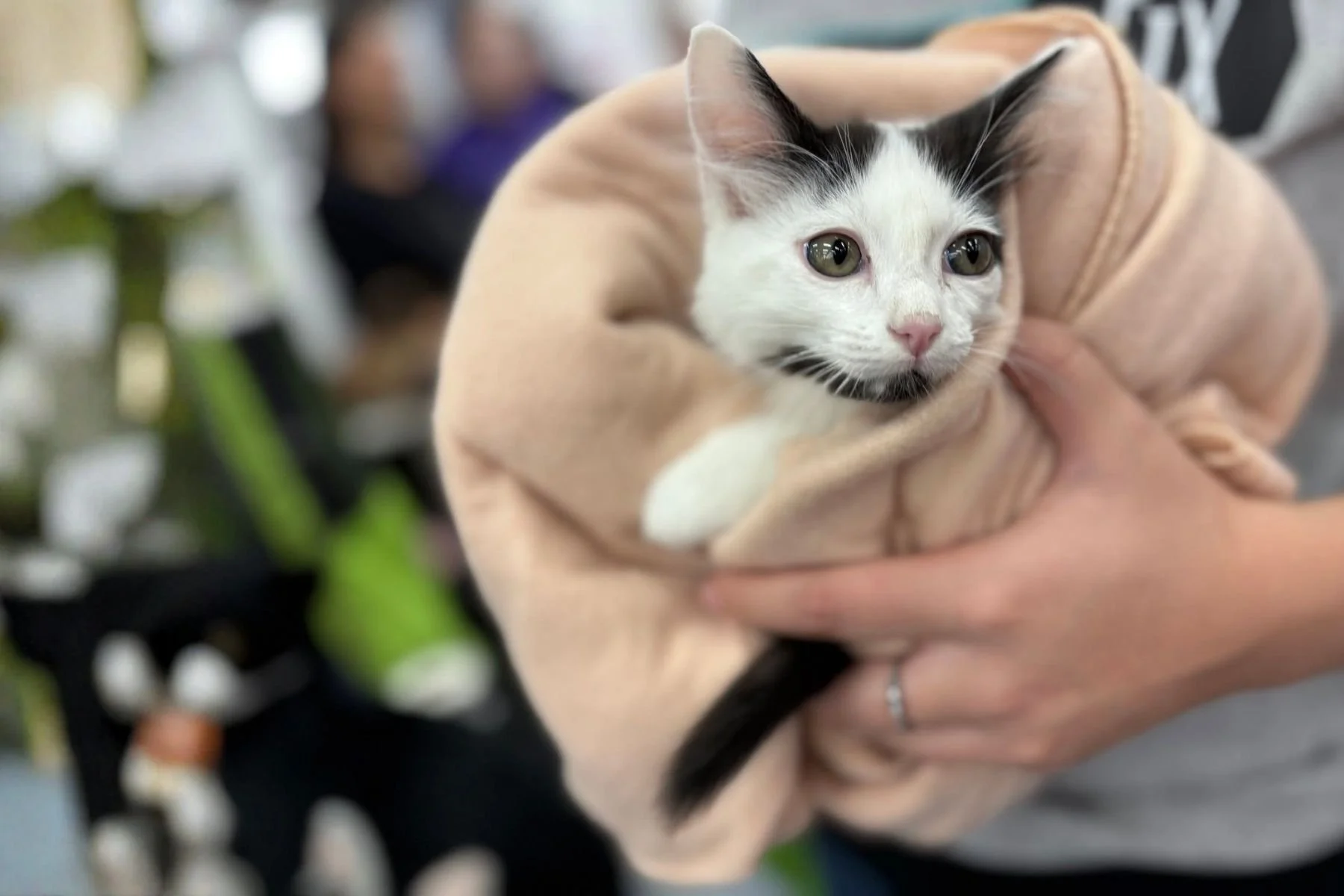MDAWA Member Photo: The Feline Fix
