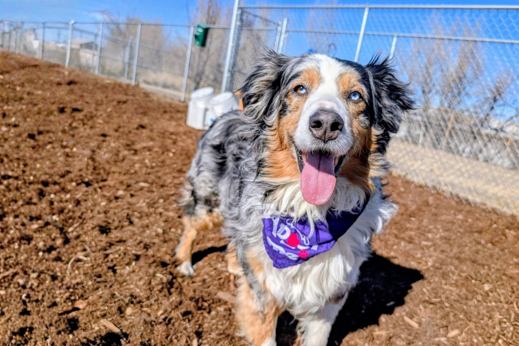 MDAWA Member Photo: Denver Animal Shelter