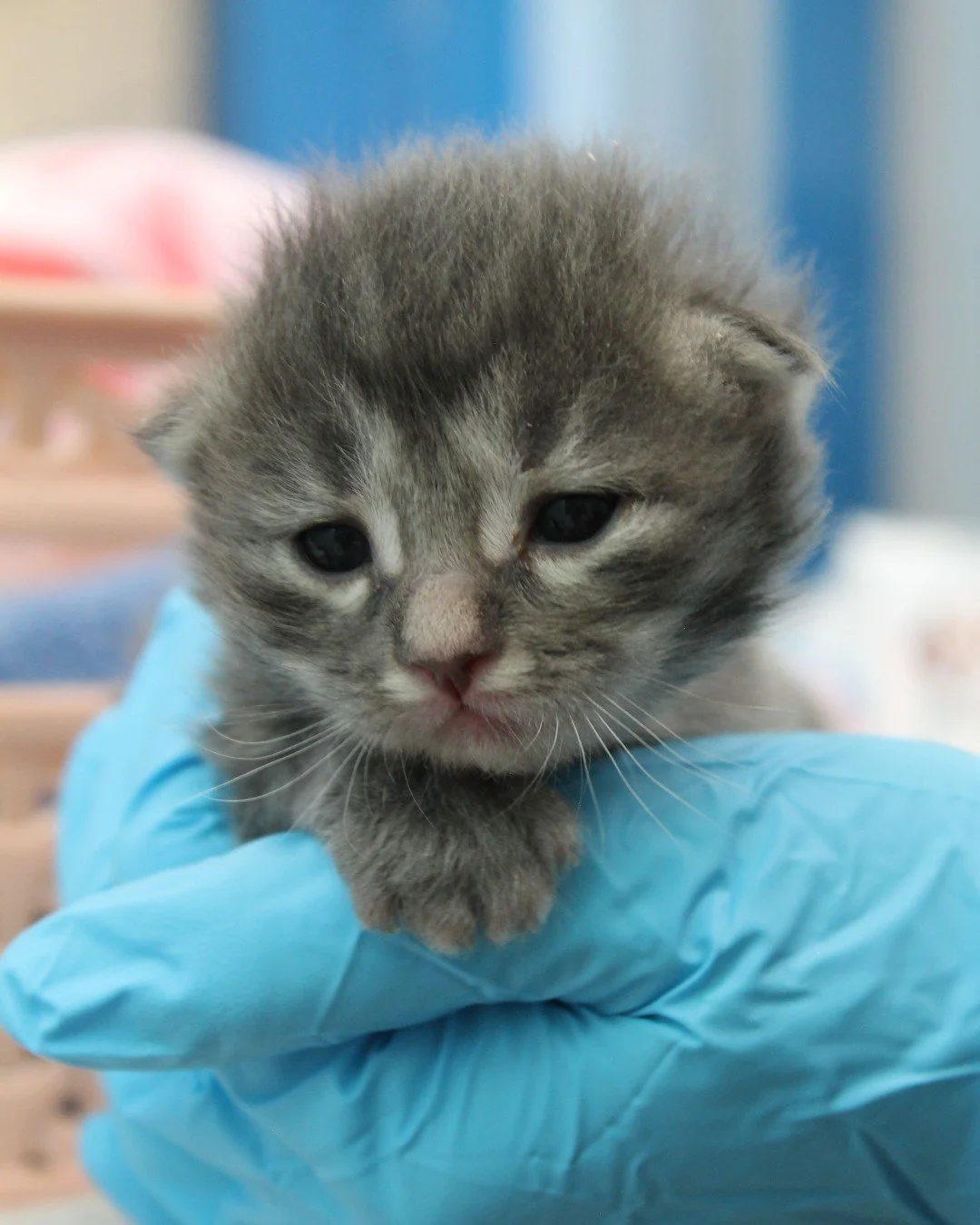 a tiny kitten being held in a veterinary clinic