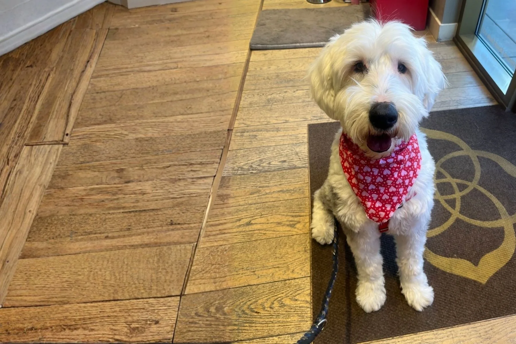 MDAWA Member Photo: Rocky Mountain Old English Sheepdog Rescue