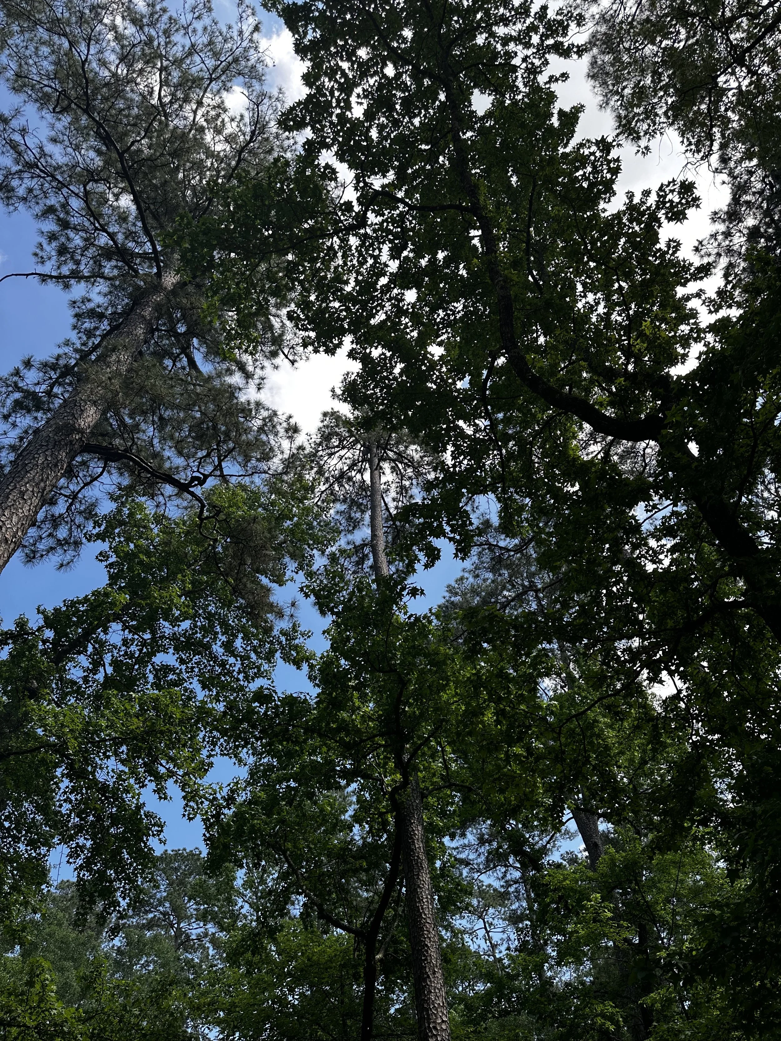 Looking up at the sky through tall trees in a forest, with dark green leaves and branches against a partly cloudy blue sky.