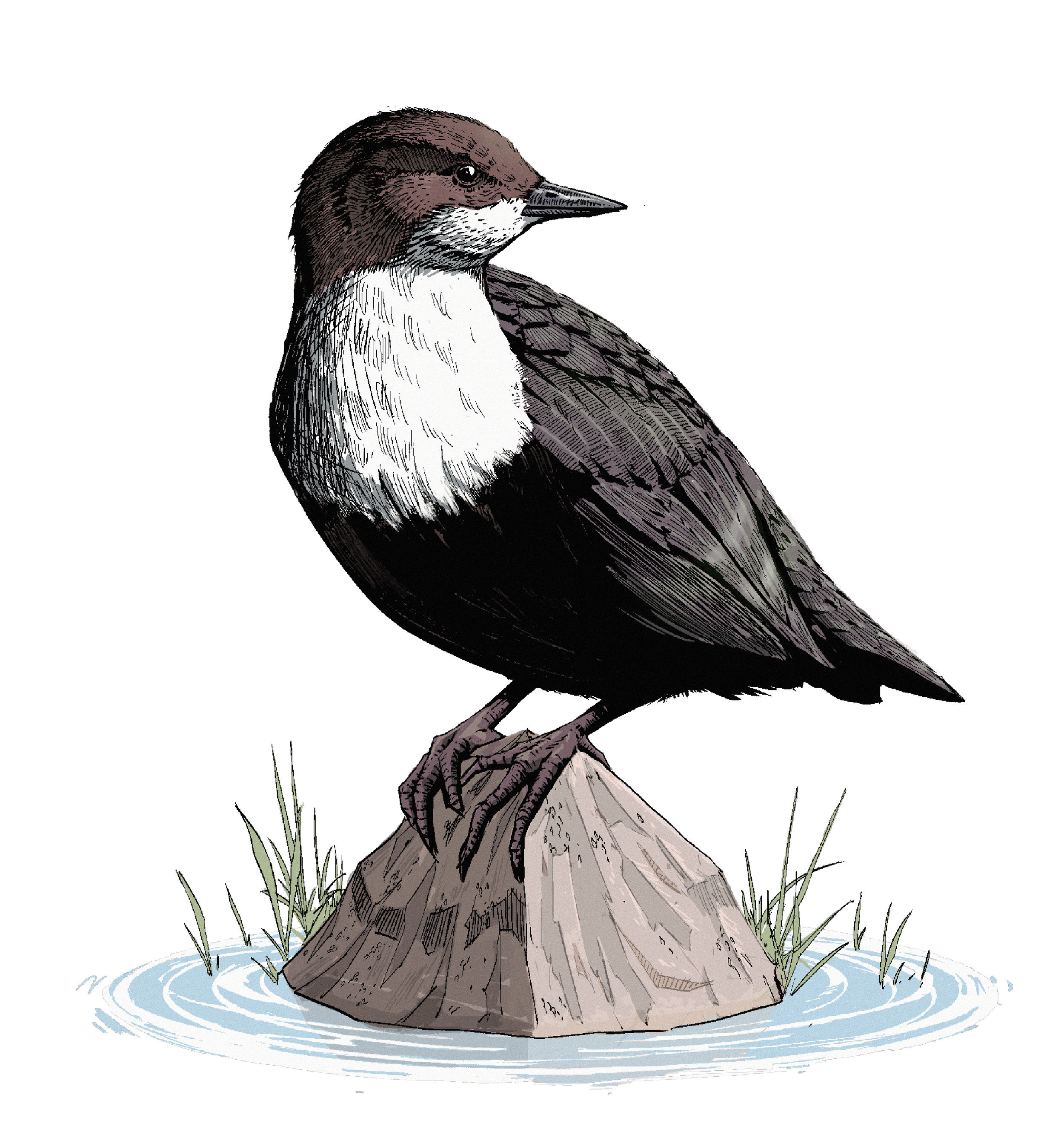 A Dipper bird (chocolate brown with a white breast) perches on a rock with a ripple of water