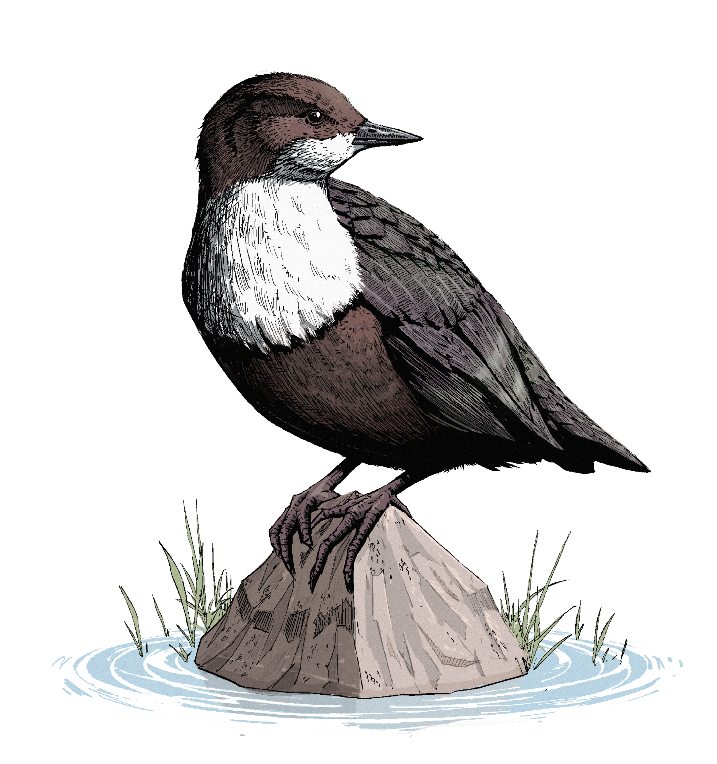 A dipper bird (chocolate brown small bird with a white breast) sat on a rock with ripples of water