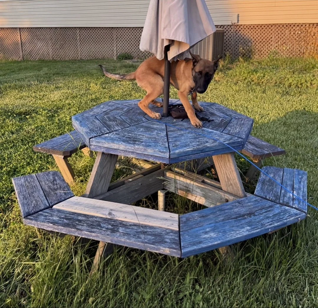 A dog standing on a weathered blue picnic table under a beige patio umbrella in a green backyard at sunset.