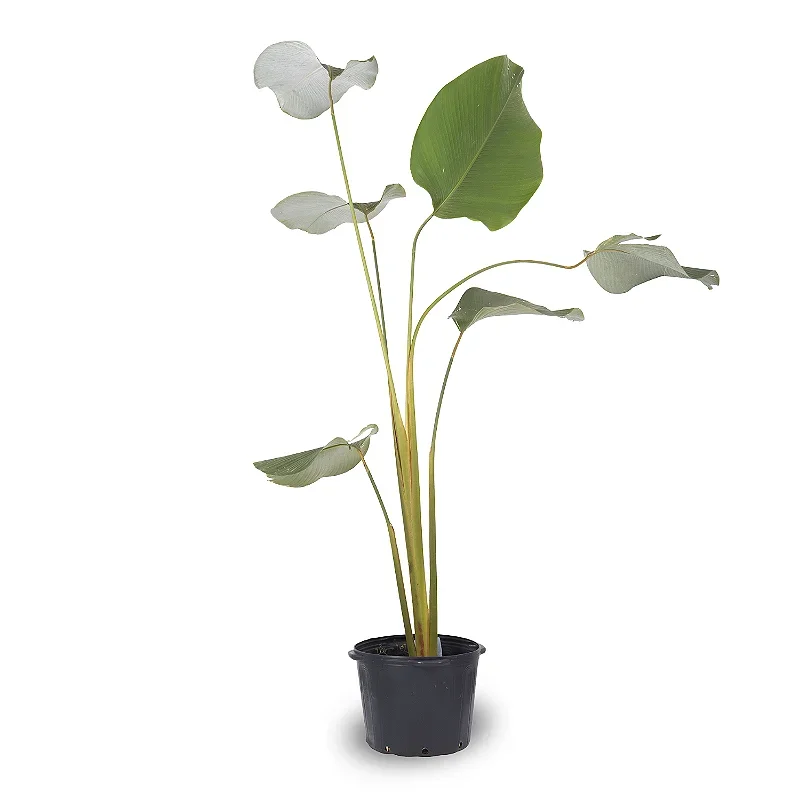 Maranta Charuto
