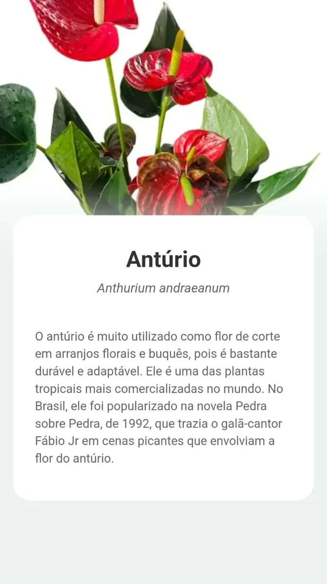 anturio 2.webp