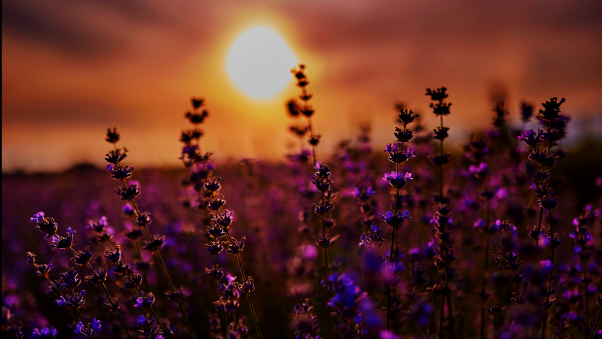 Lavender flowers in a field at sunset with the sun in the sky and colorful clouds.