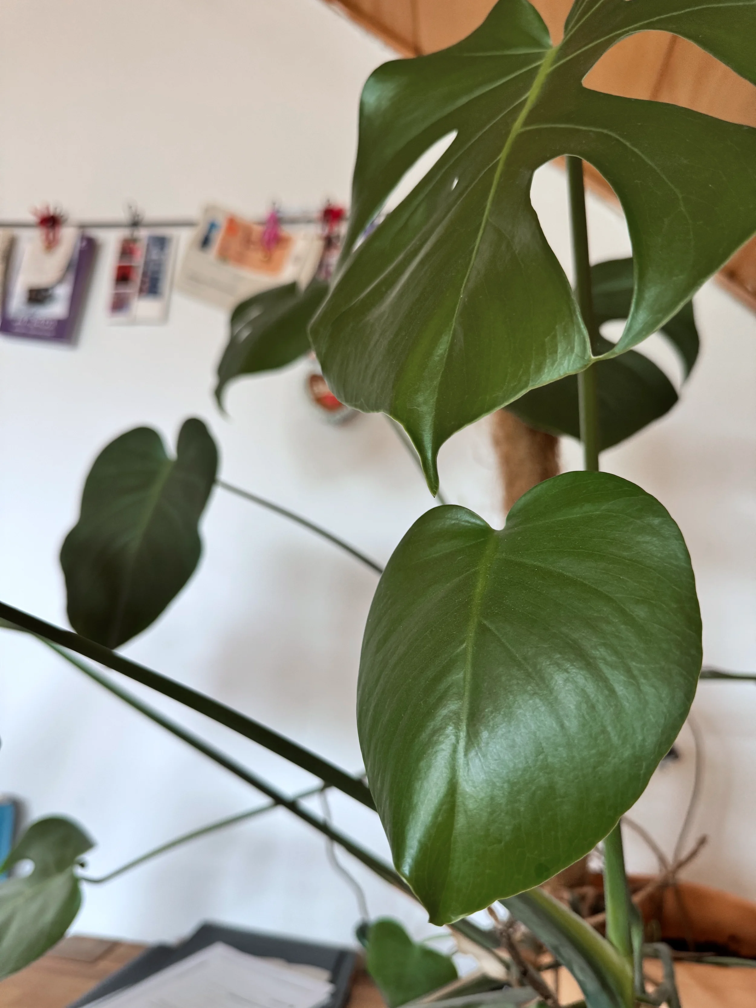 Nahaufnahme einer Monstera-Pflanze mit großen, grünen, eingeschnittenen Blättern im Innenraum.