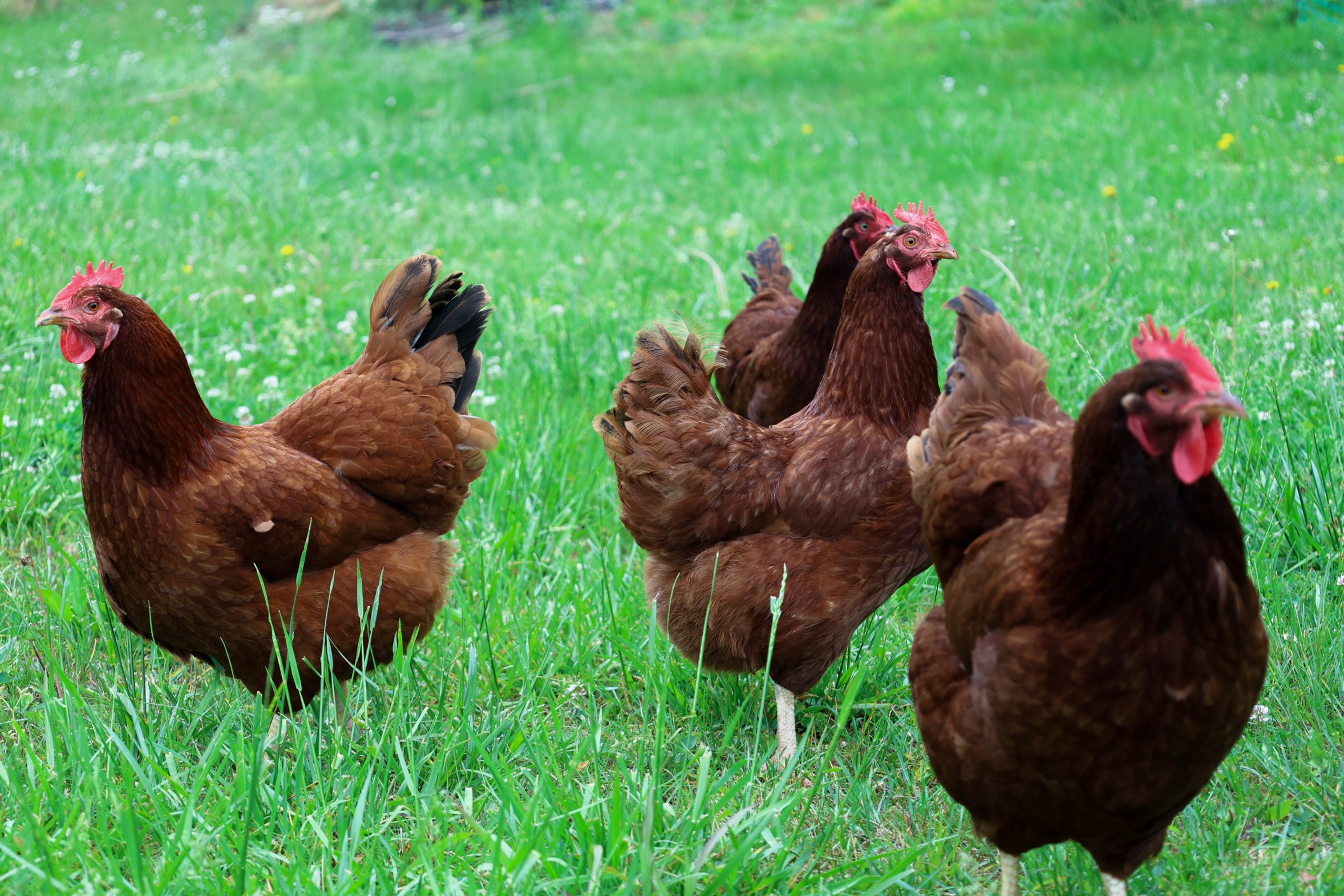 Lionheart Local Chickens-2.jpg
