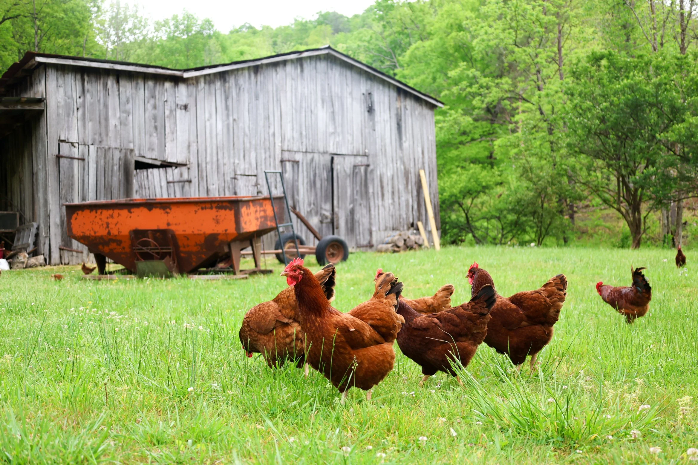 Lionheart Local Chickens-6.jpg