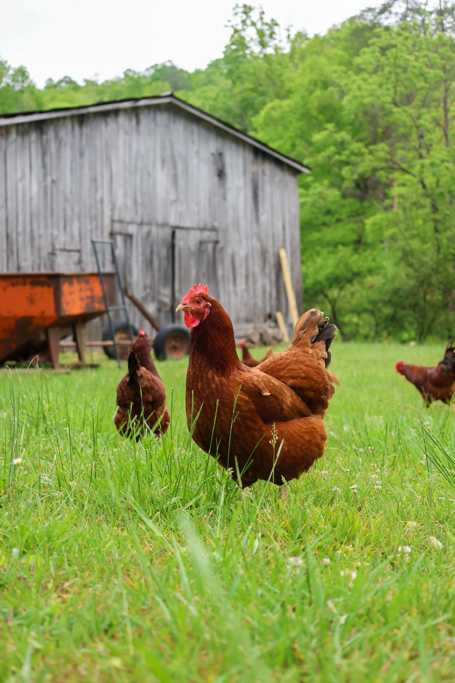 Lionheart Local Chickens-9.jpg
