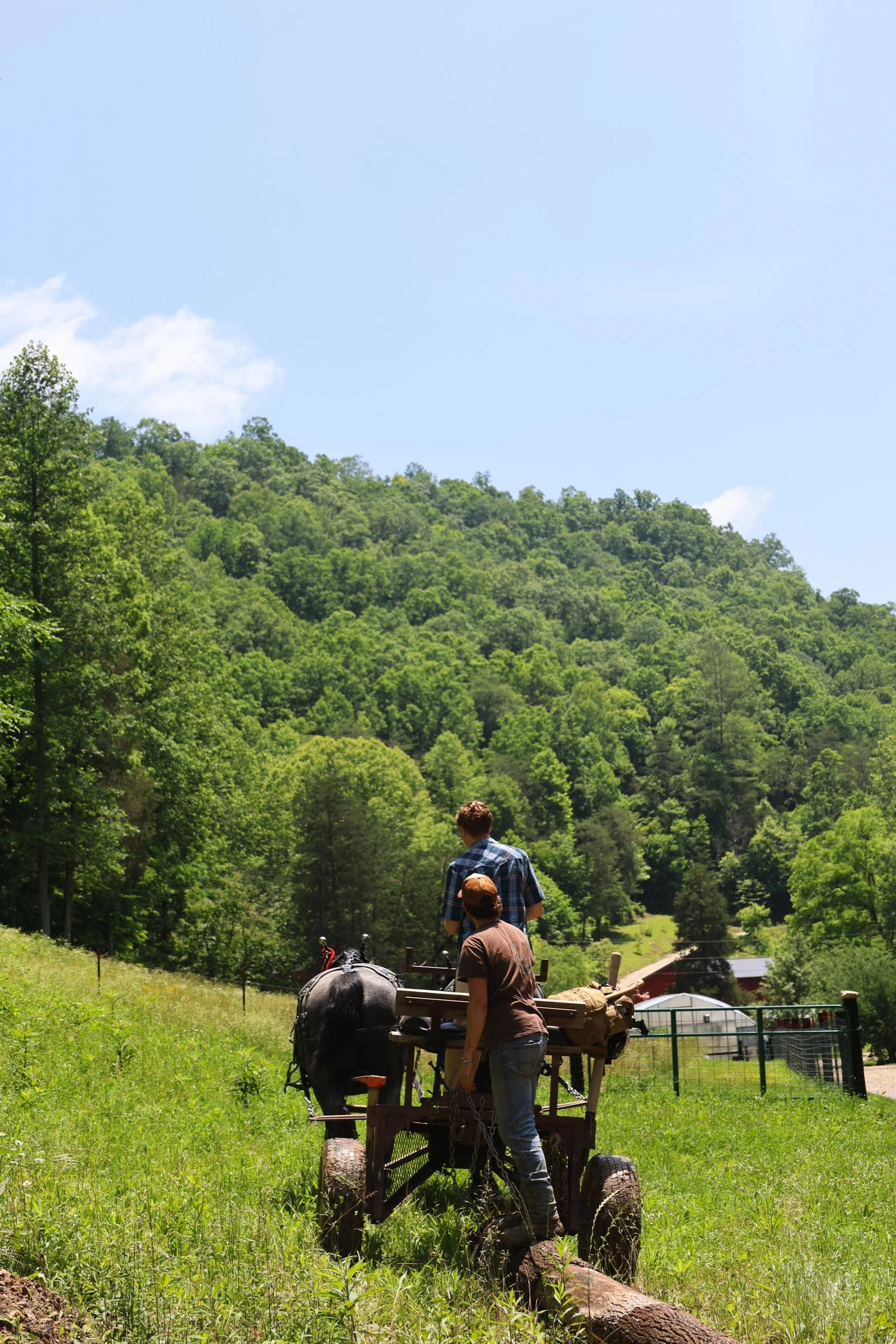 Lionheart Draft Horses & Goats-34.jpg