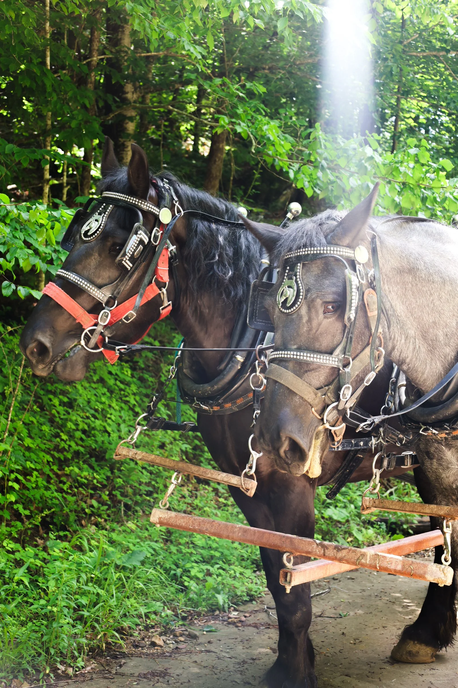 Lionheart Draft Horses & Goats-39.jpg