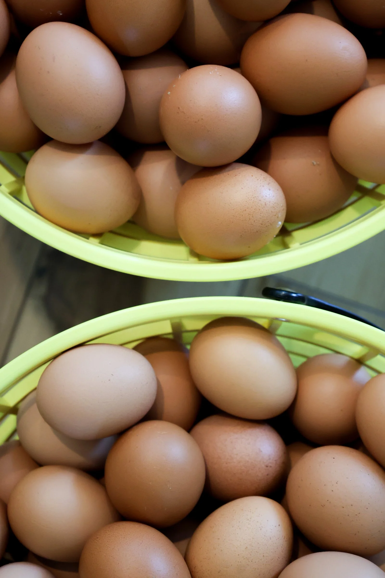 Lionheart Local Grocery Eggs.jpg