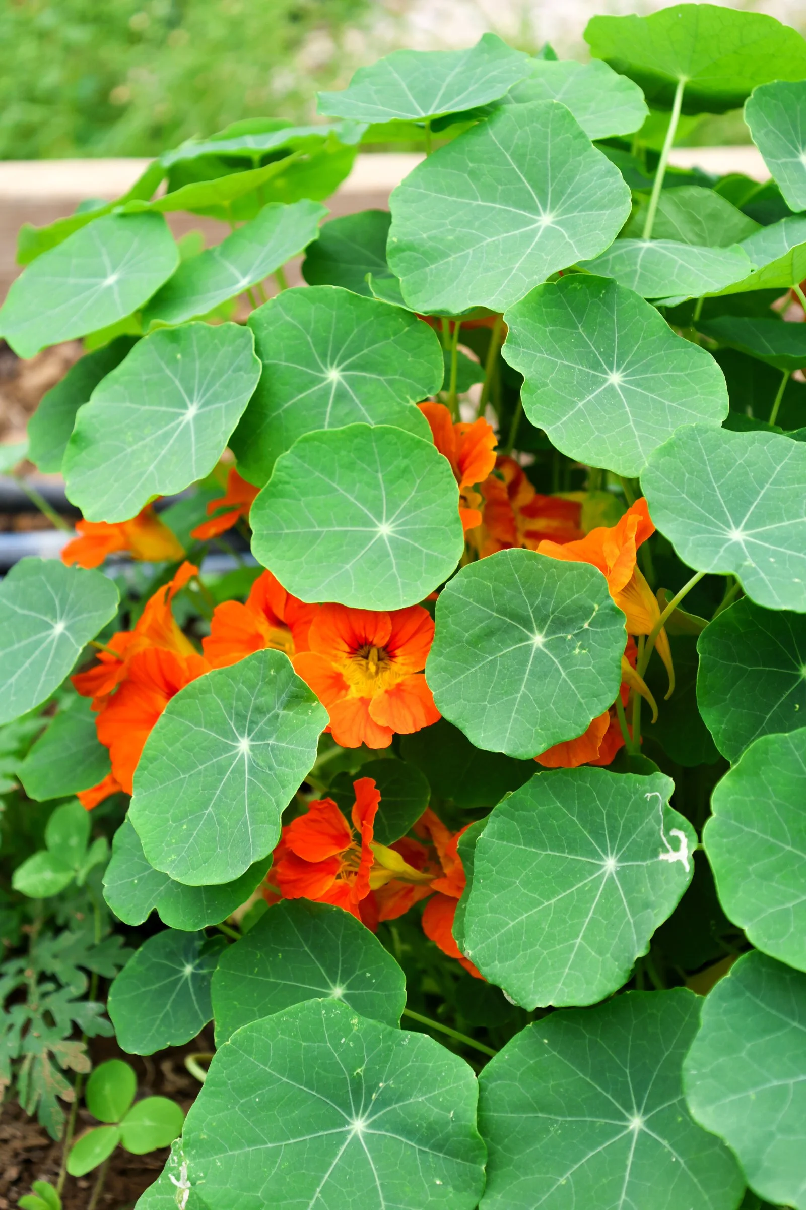 Lionheart Local Nasturtium.jpg