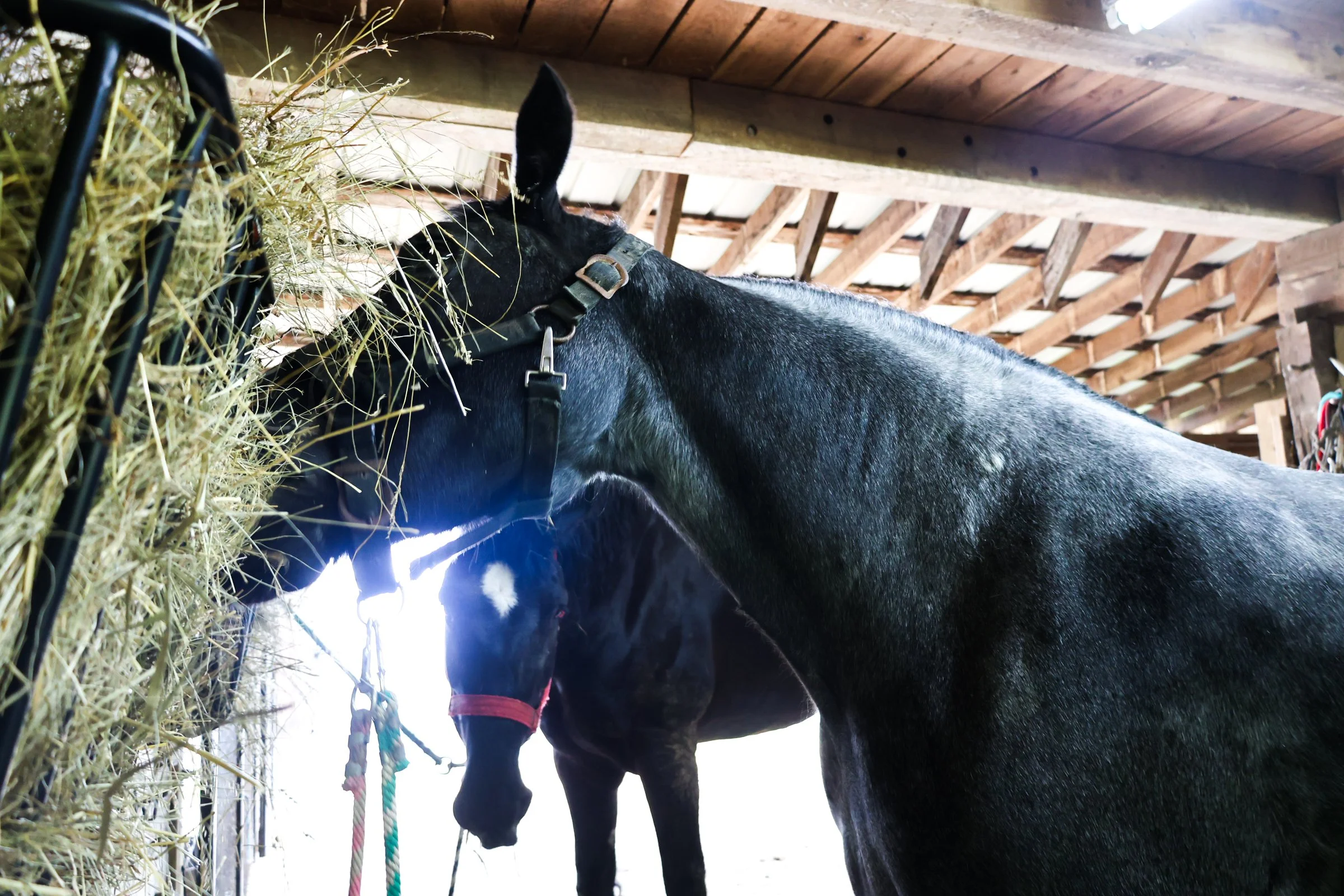 Lionheart Local Draft Horses-3.jpg