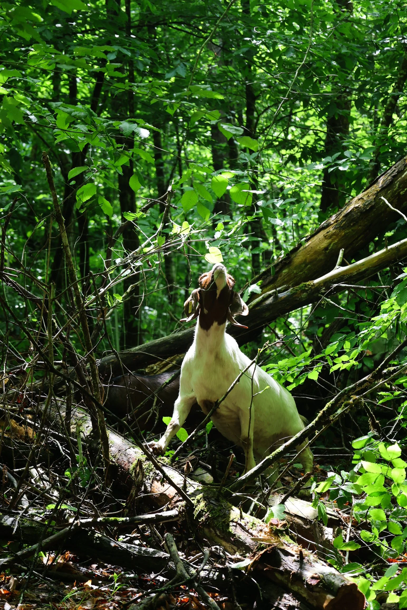 Lionheart Draft Horses & Goats-52.jpg