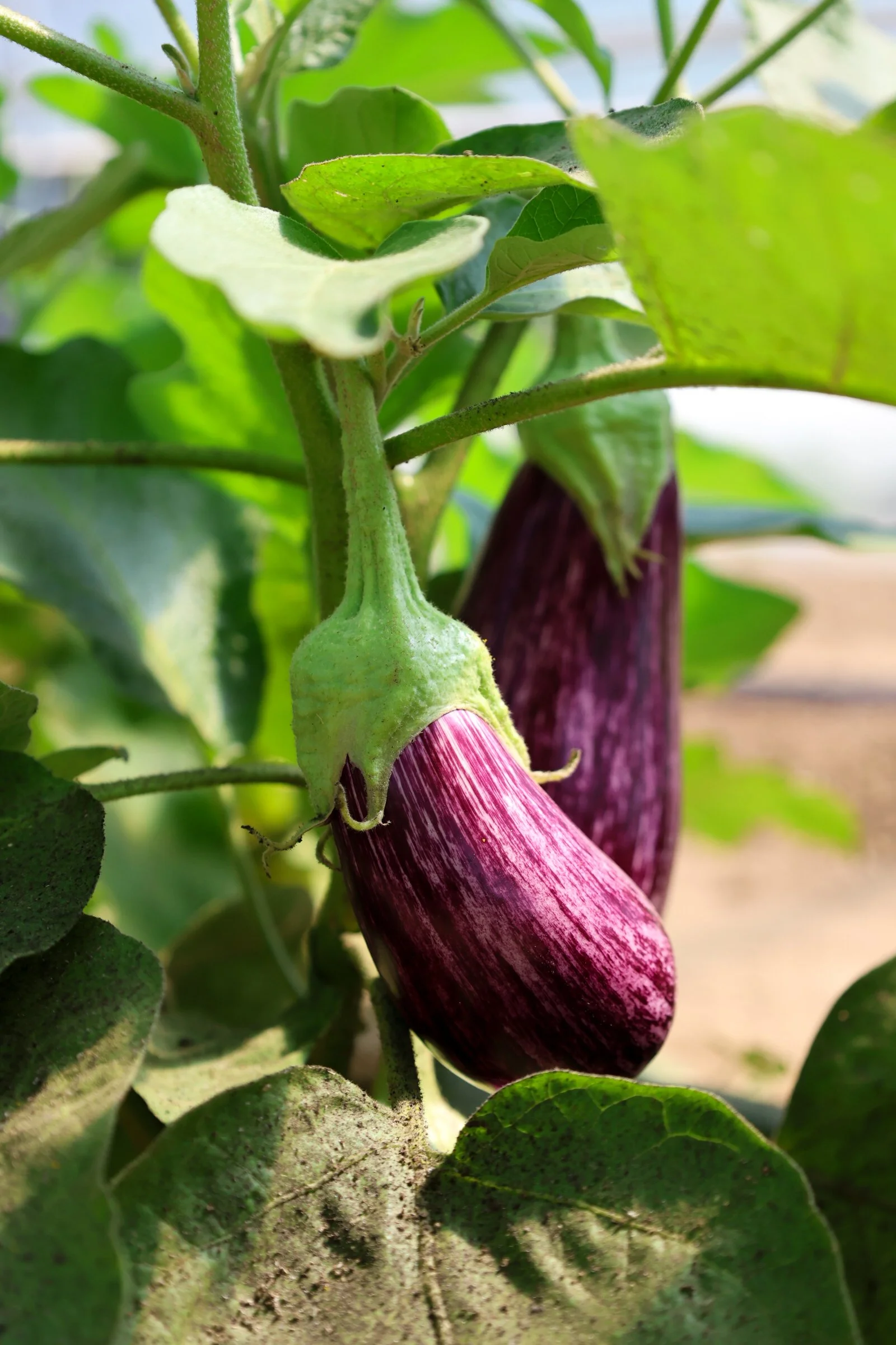 Lionheart Farm-50.jpg