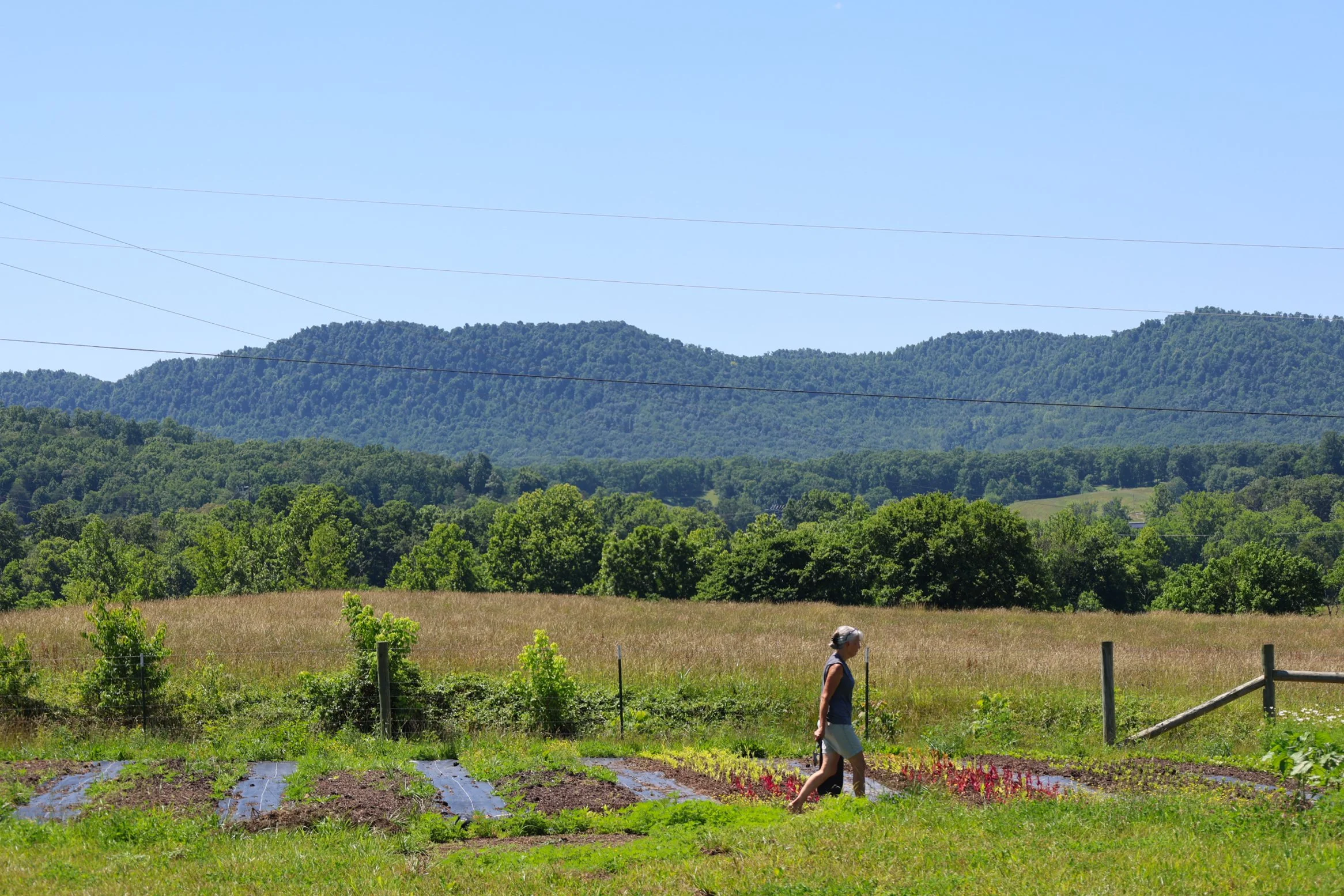 Lionheart Dug Hill 6-4-26-14.jpg