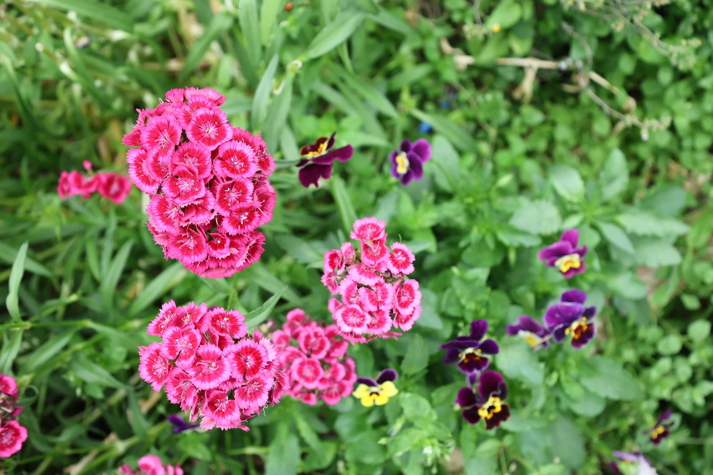 Lionheart Local Flowers-1.jpg