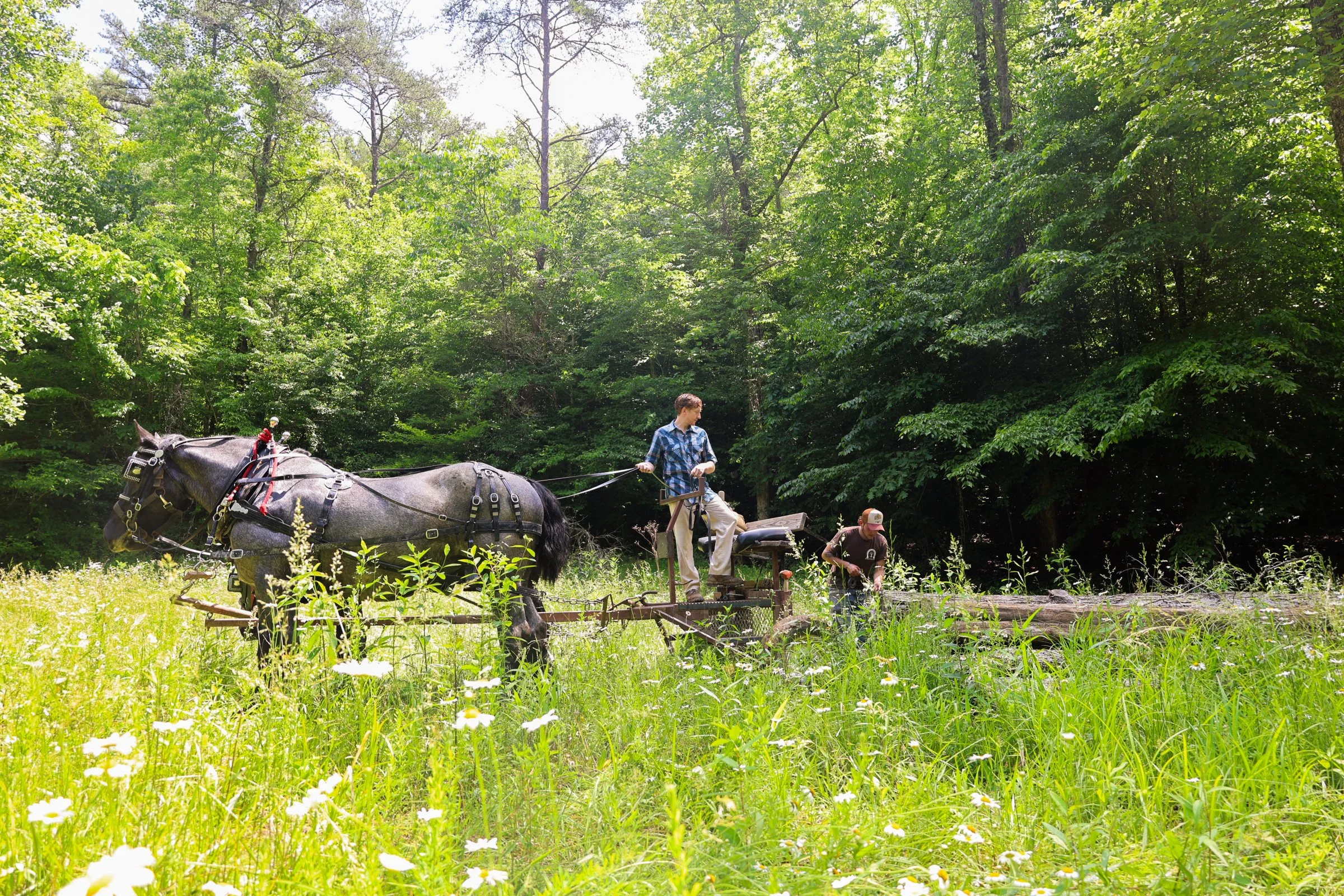 Lionheart Draft Horses & Goats-37.jpg