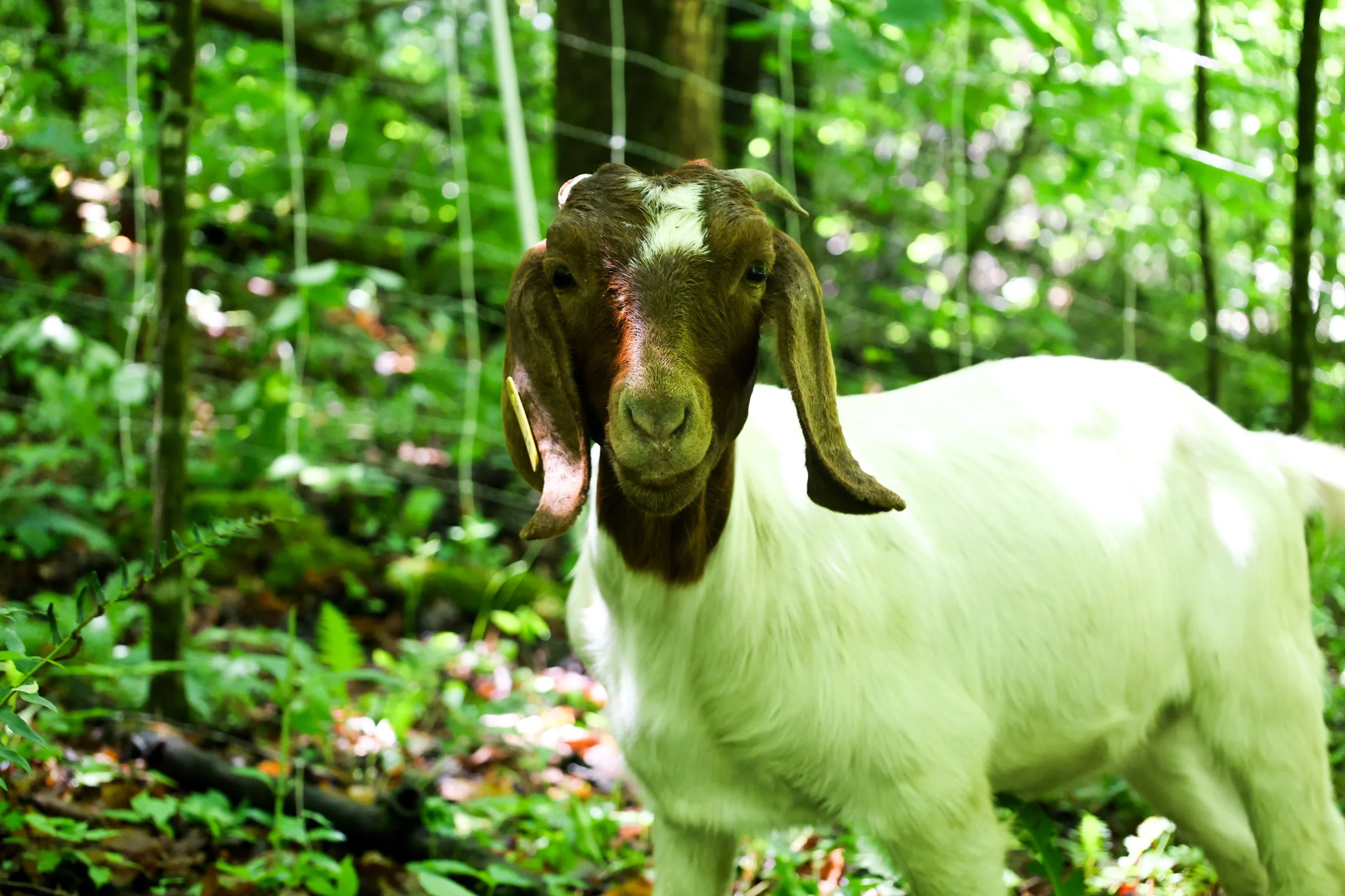 Lionheart Draft Horses & Goats-54.jpg