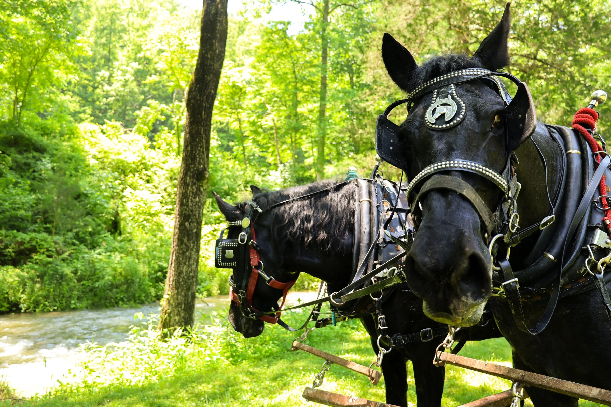 Lionheart Draft Horses & Goats-2.jpg