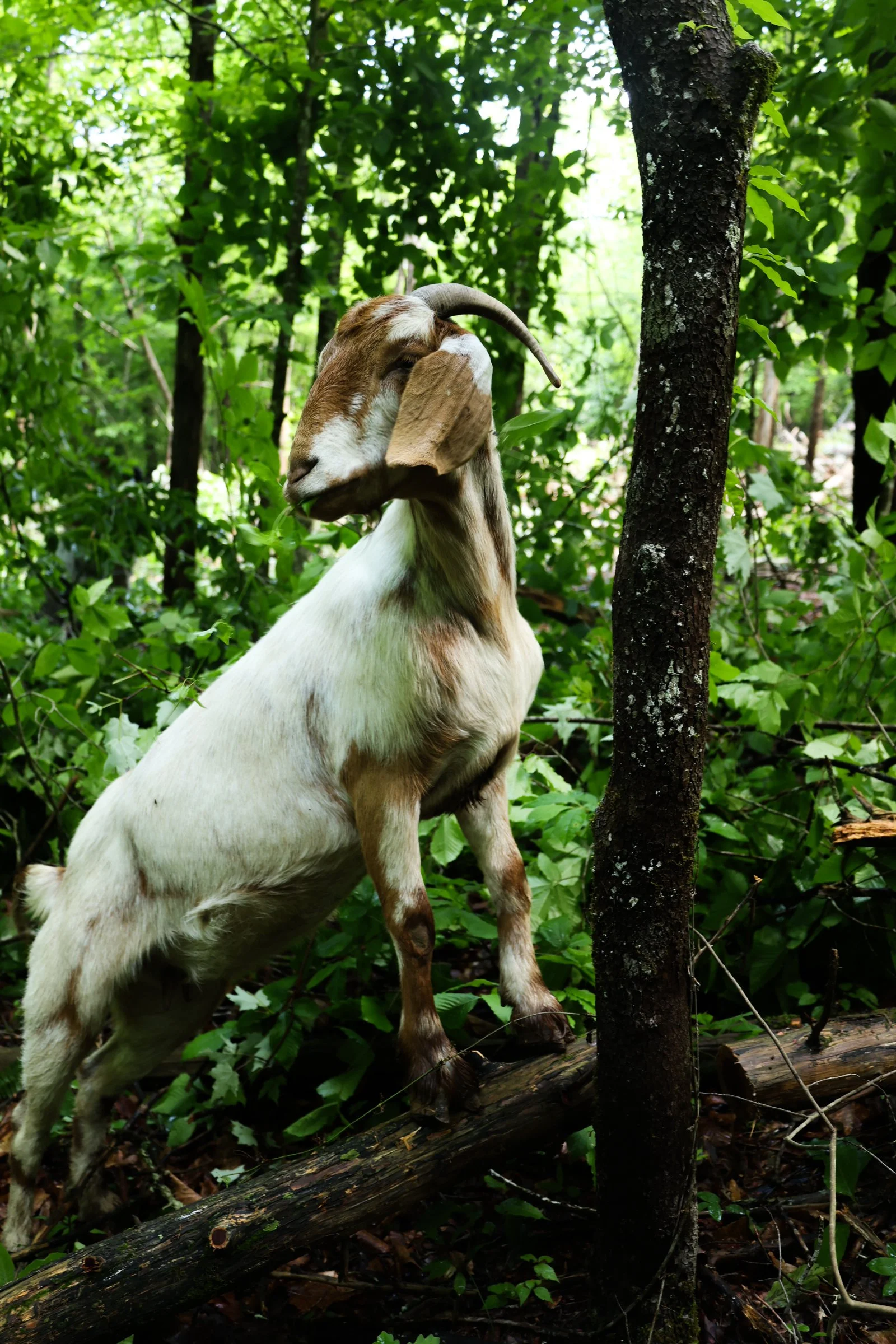 Lionheart Draft Horses & Goats-53.jpg
