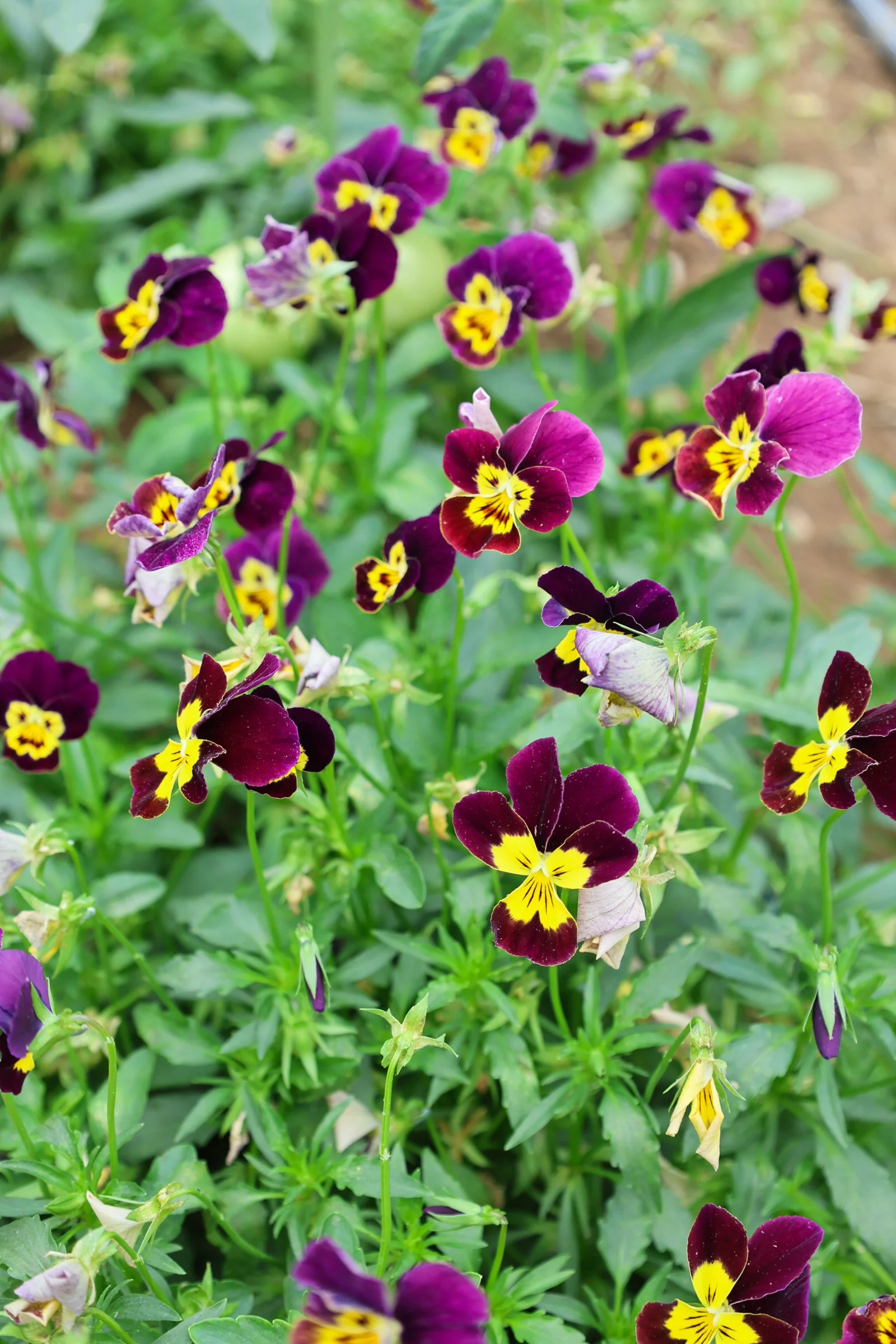 Lionheart Local Flowers.jpg