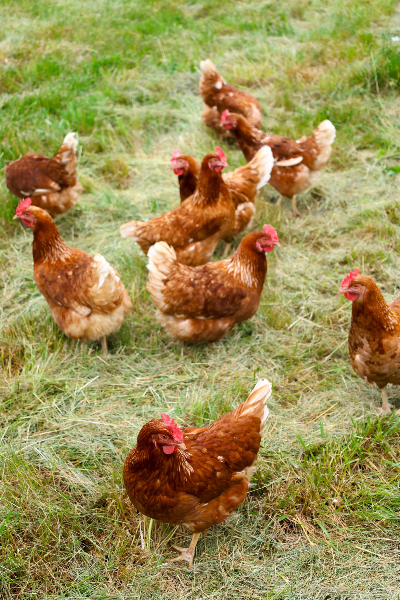Lionheart Local Chickens.jpg