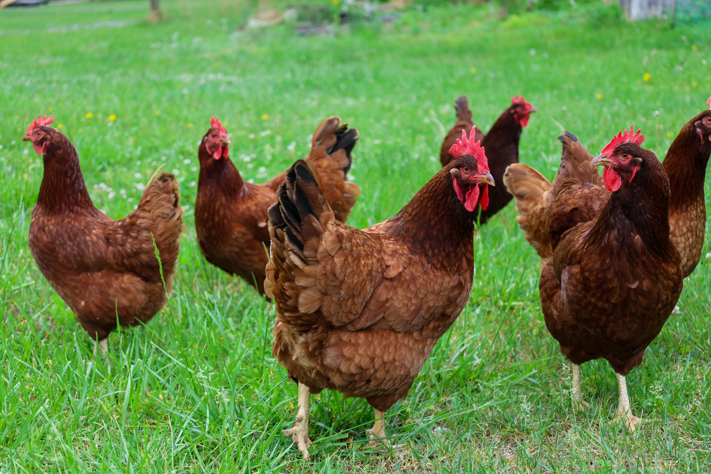 Lionheart Local Chickens-4.jpg