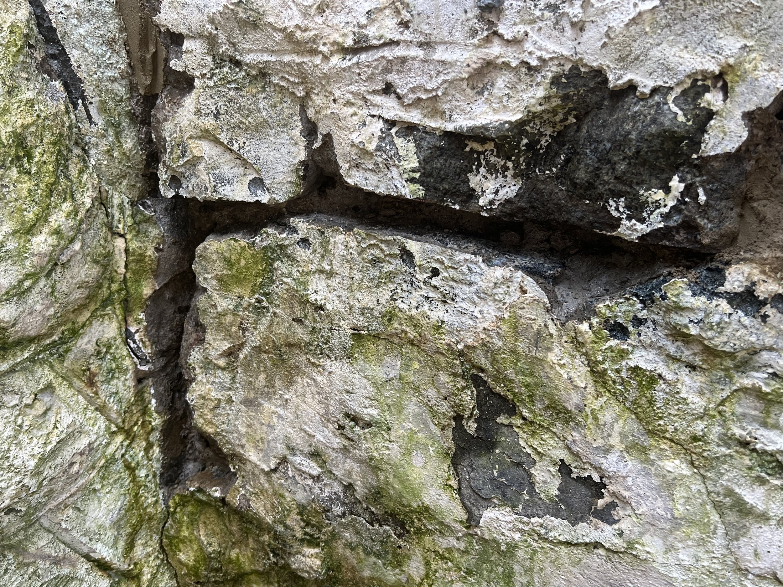Close-up of a tree trunk with textured bark showing patches of green moss and dark crevices.