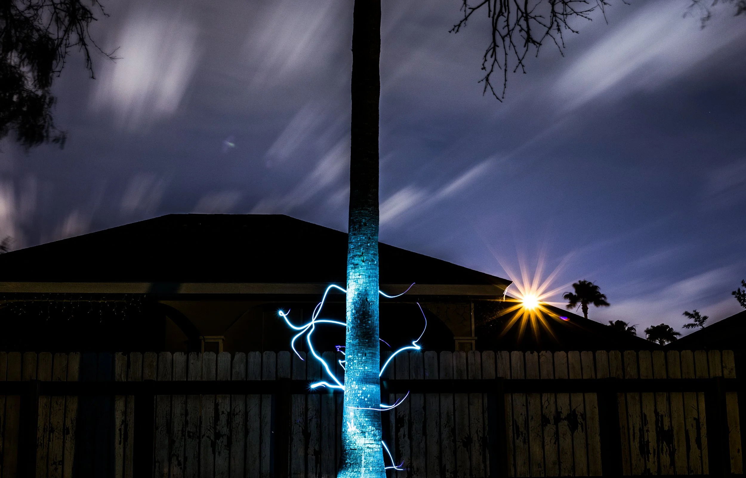 Tree.jpg