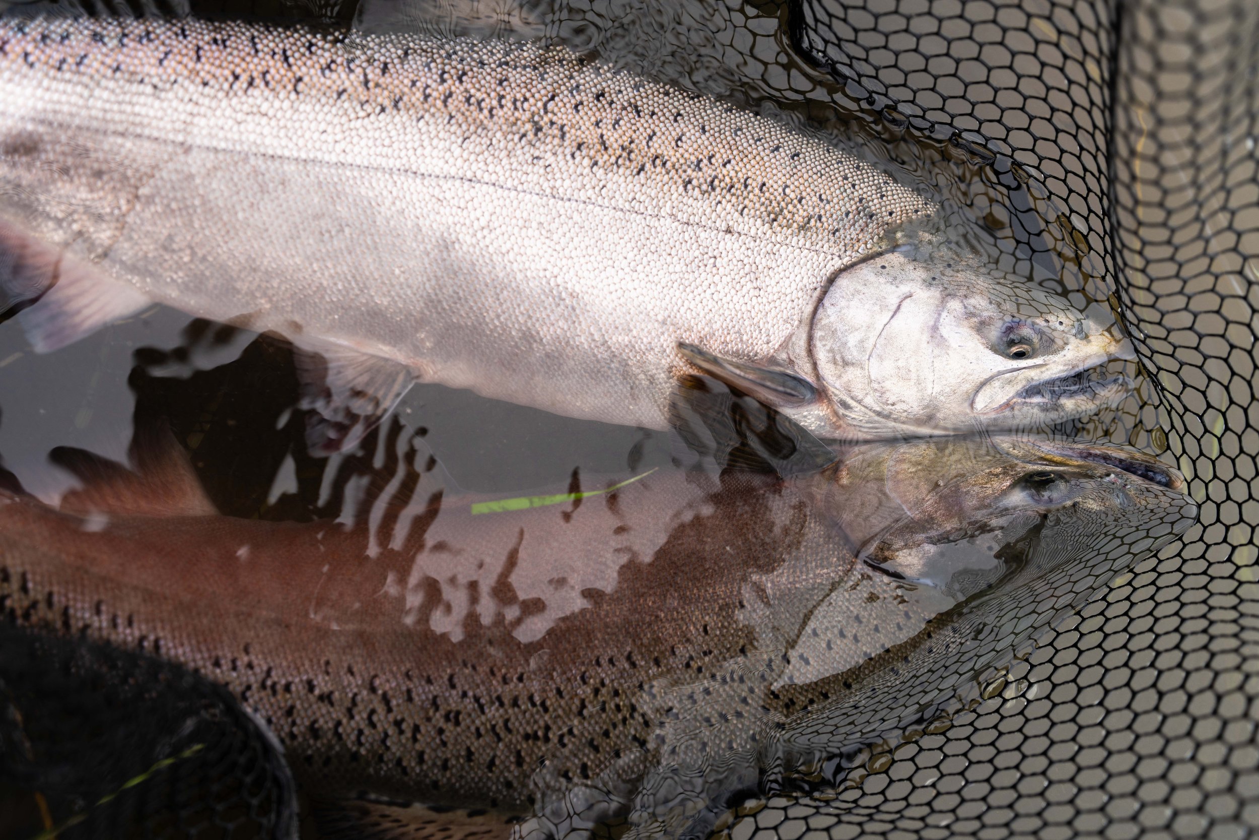 A net full of bing king salmon