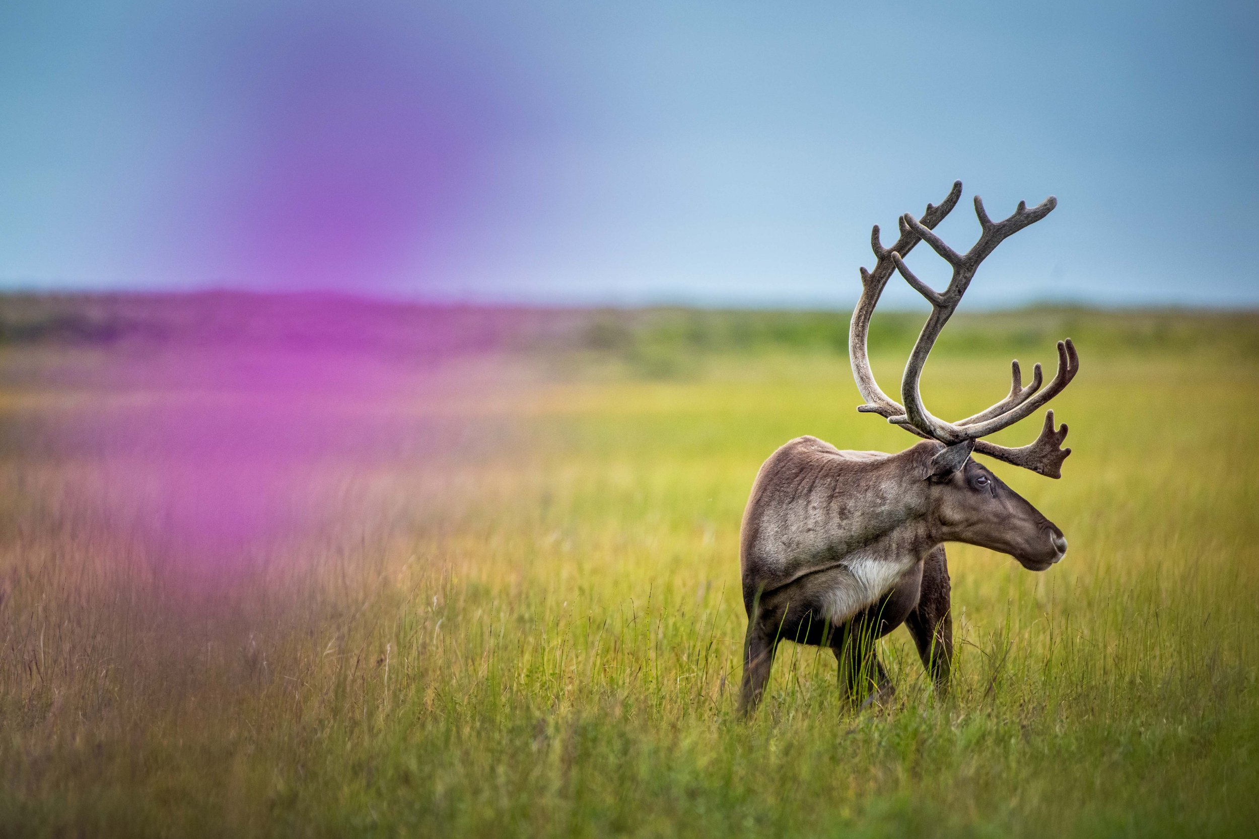 A reindeer standing in a grassy field under a blue sky.