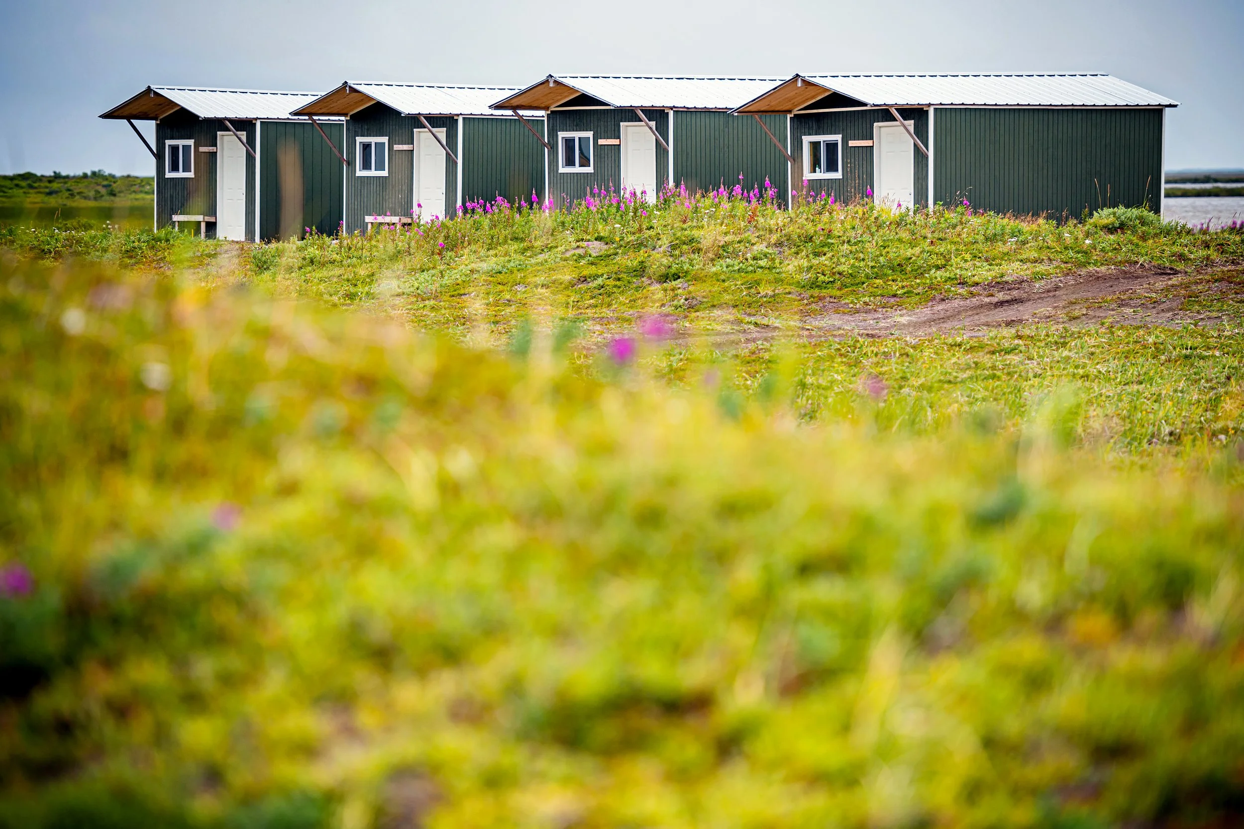 Guest cabins at Lava Creek Lodge on the Alaska Peninsula, surrounded by tundra and wildflowers.