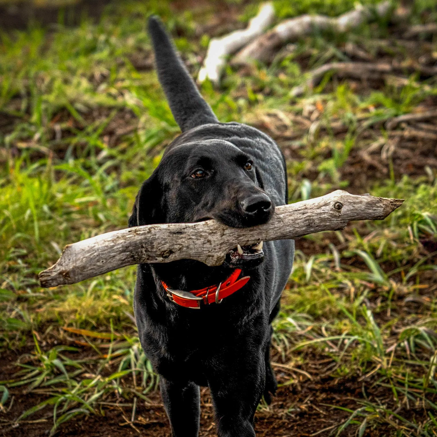 Black dog carrying a large stick in its mouth in a grassy outdoor area.