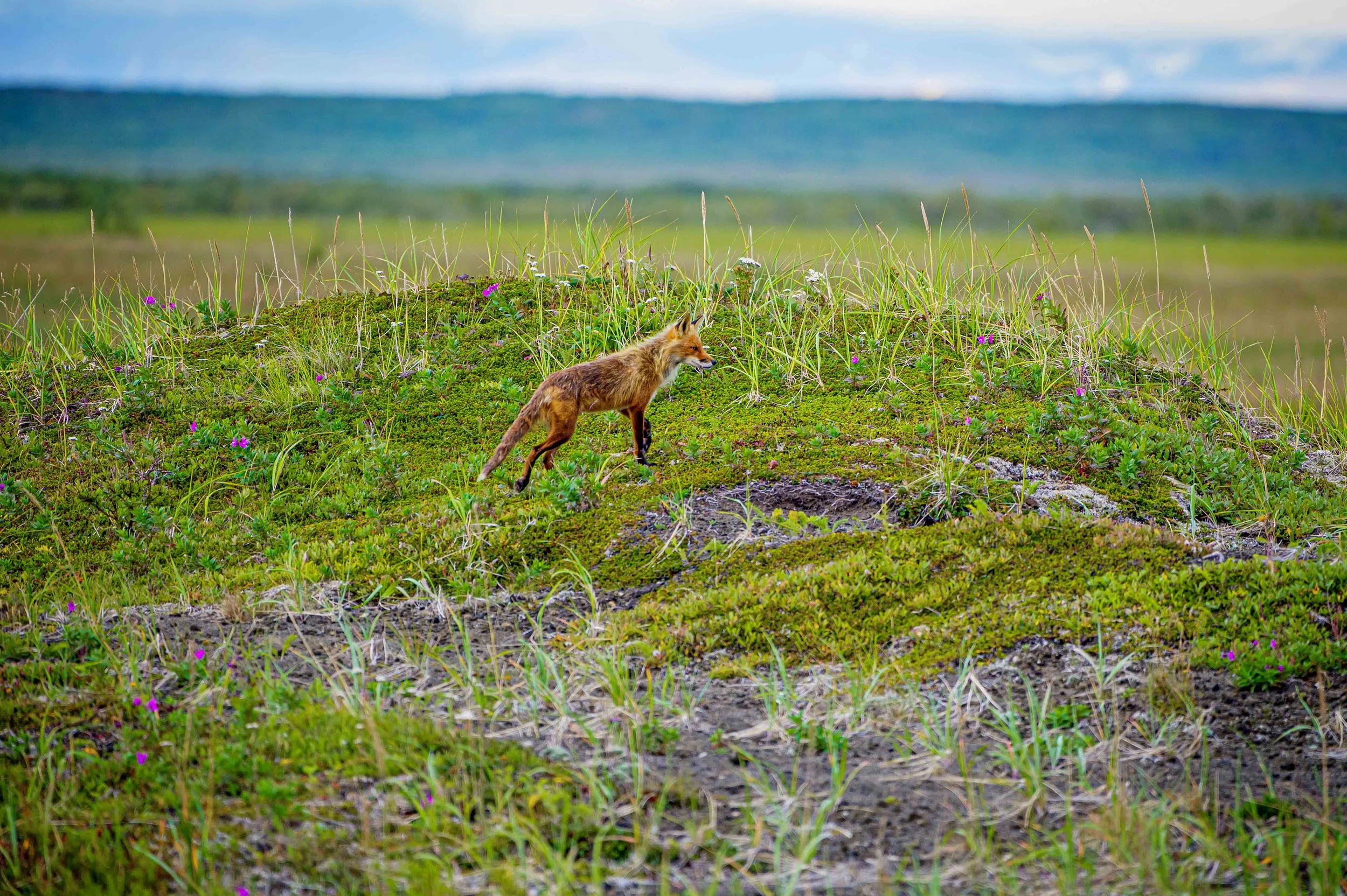 A fox walking through a grassy hill with wildflowers, with mountains and a cloudy sky in the background.