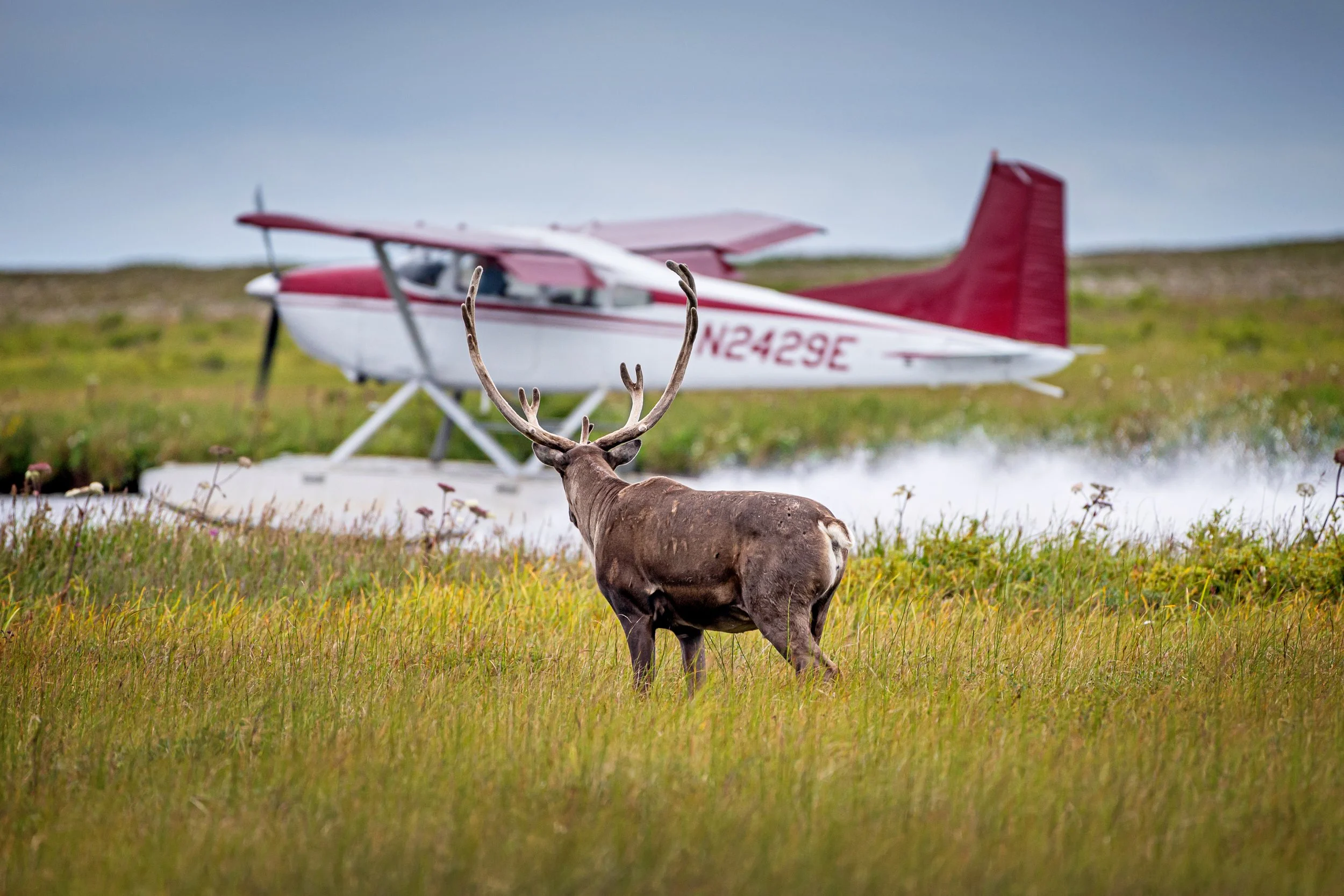 A reindeer lying in tall grass with a small airplane in the background and a cloudy sky.