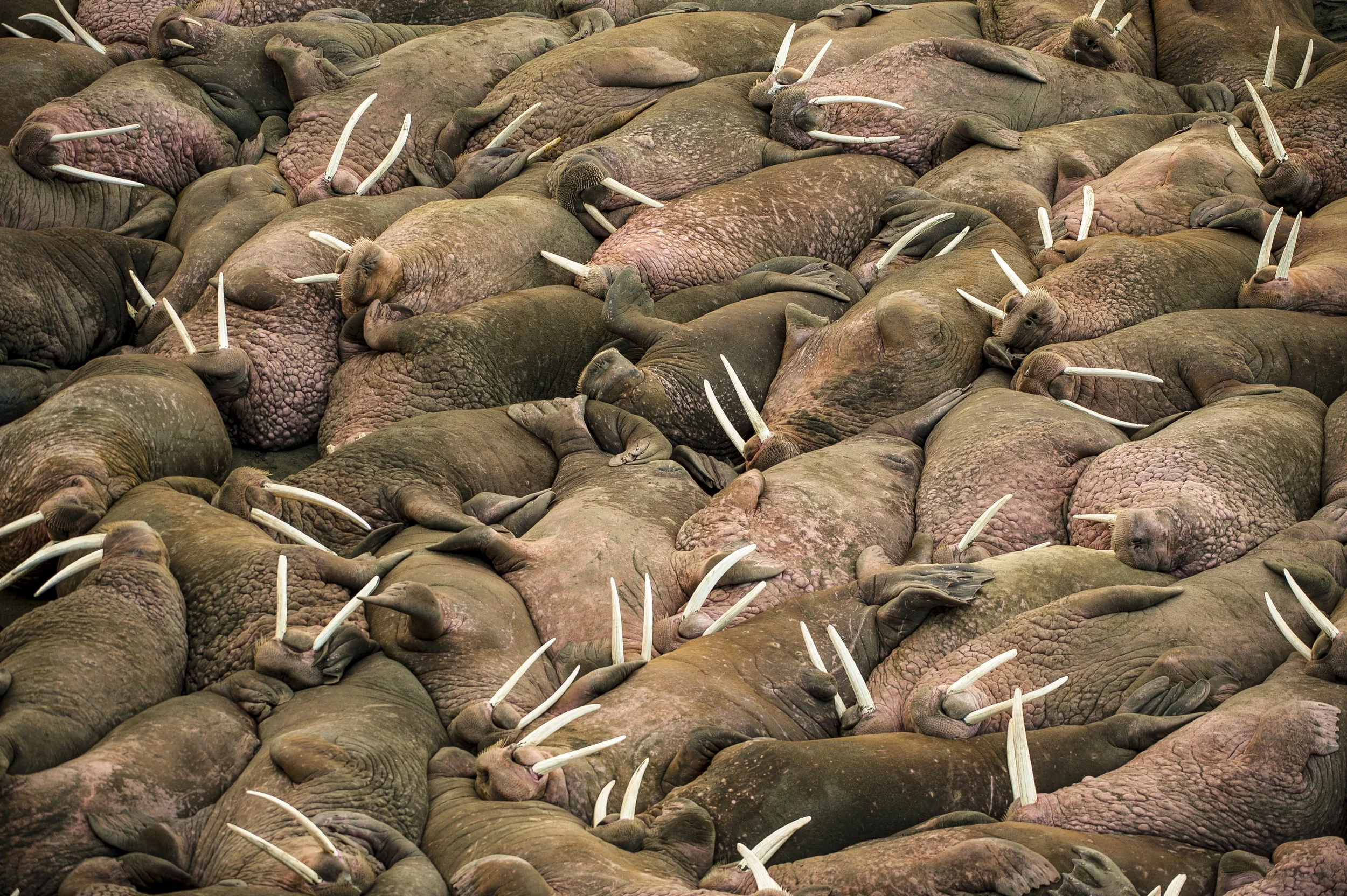 A large group of Walrus piled together on a beach, showing their tusks and wrinkled skin.