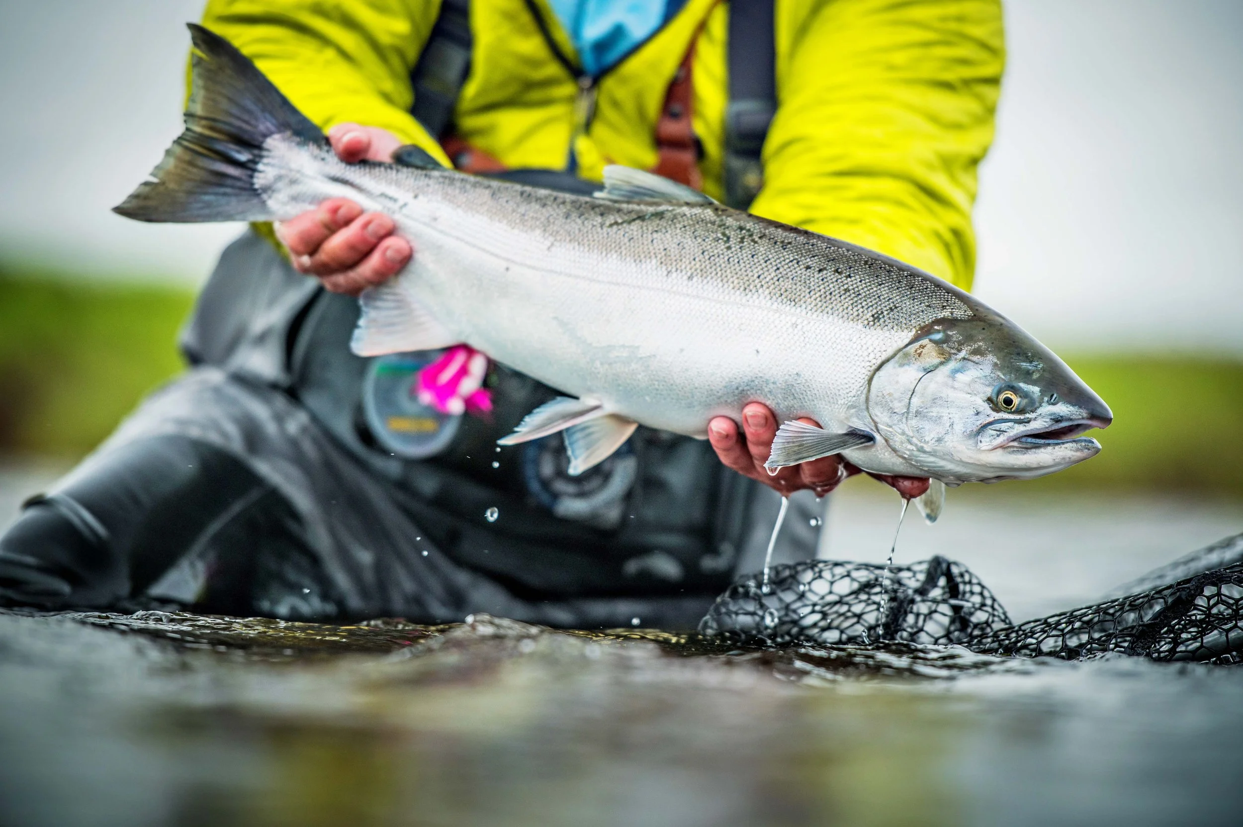 A person in outdoor gear holding a large fish over water, with a fishing net nearby.