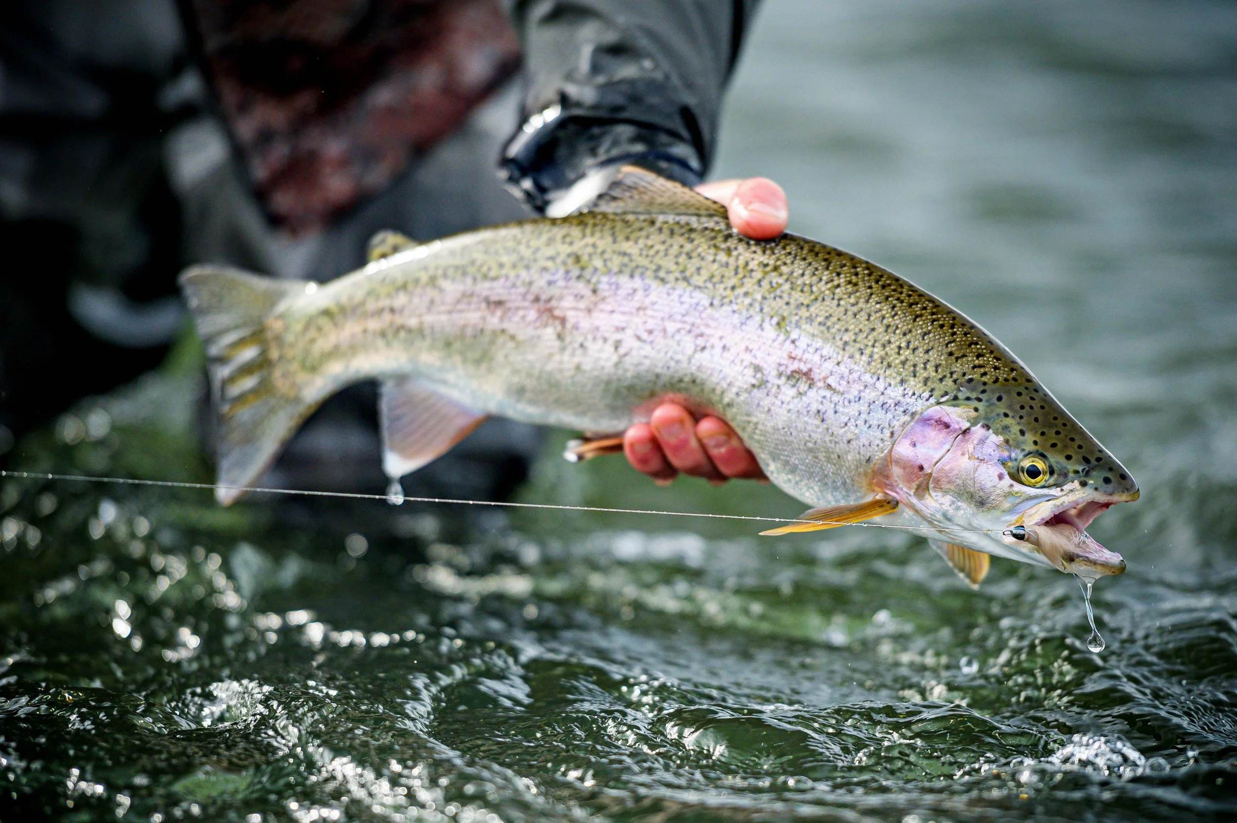A person holding a large fish above water outdoors, with the fish's body showing a speckled pattern.