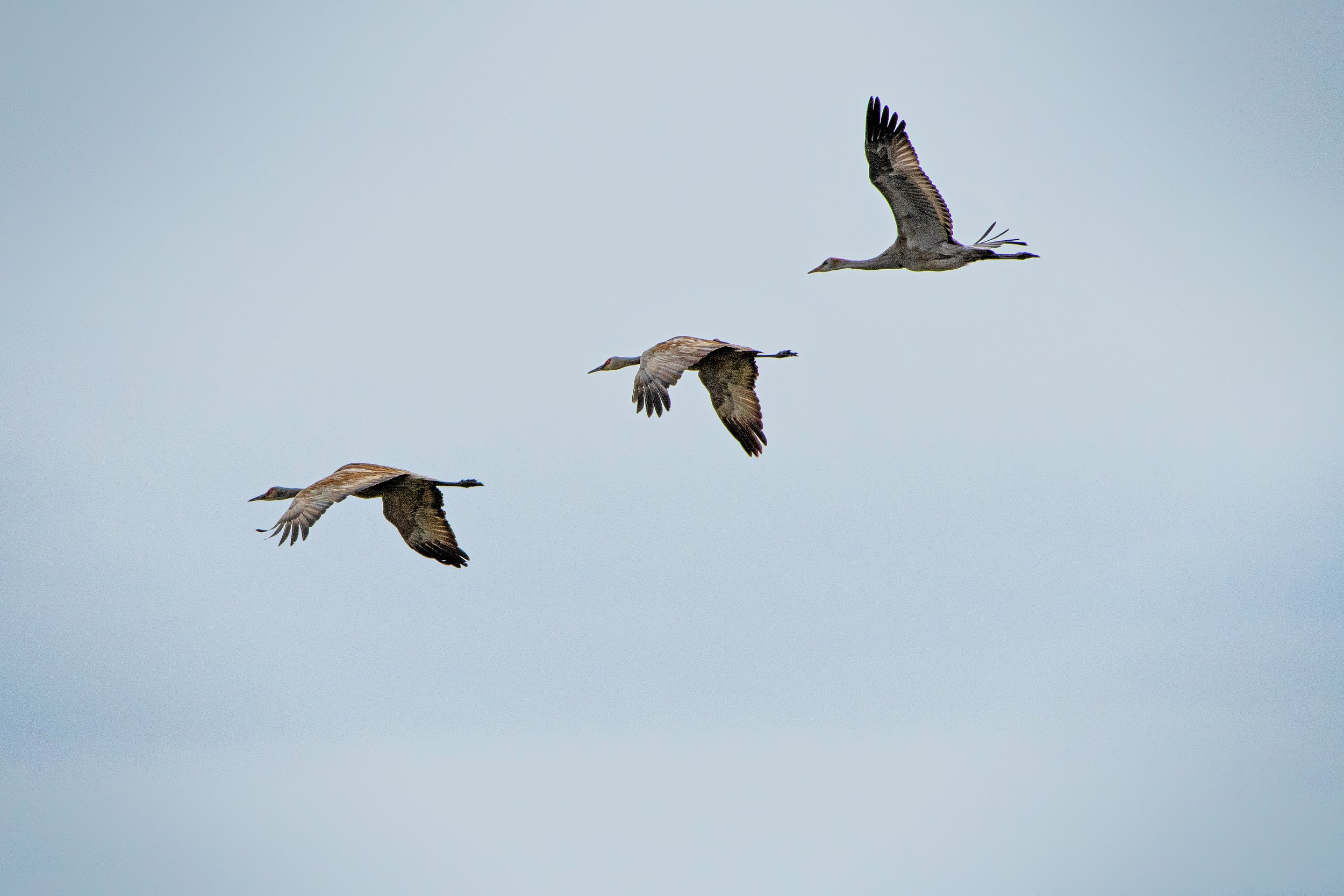 Three large birds flying in the sky, two of them are vultures and one is a heron.