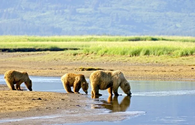 Three brown bears drinking water from a river in a lush, green landscape.