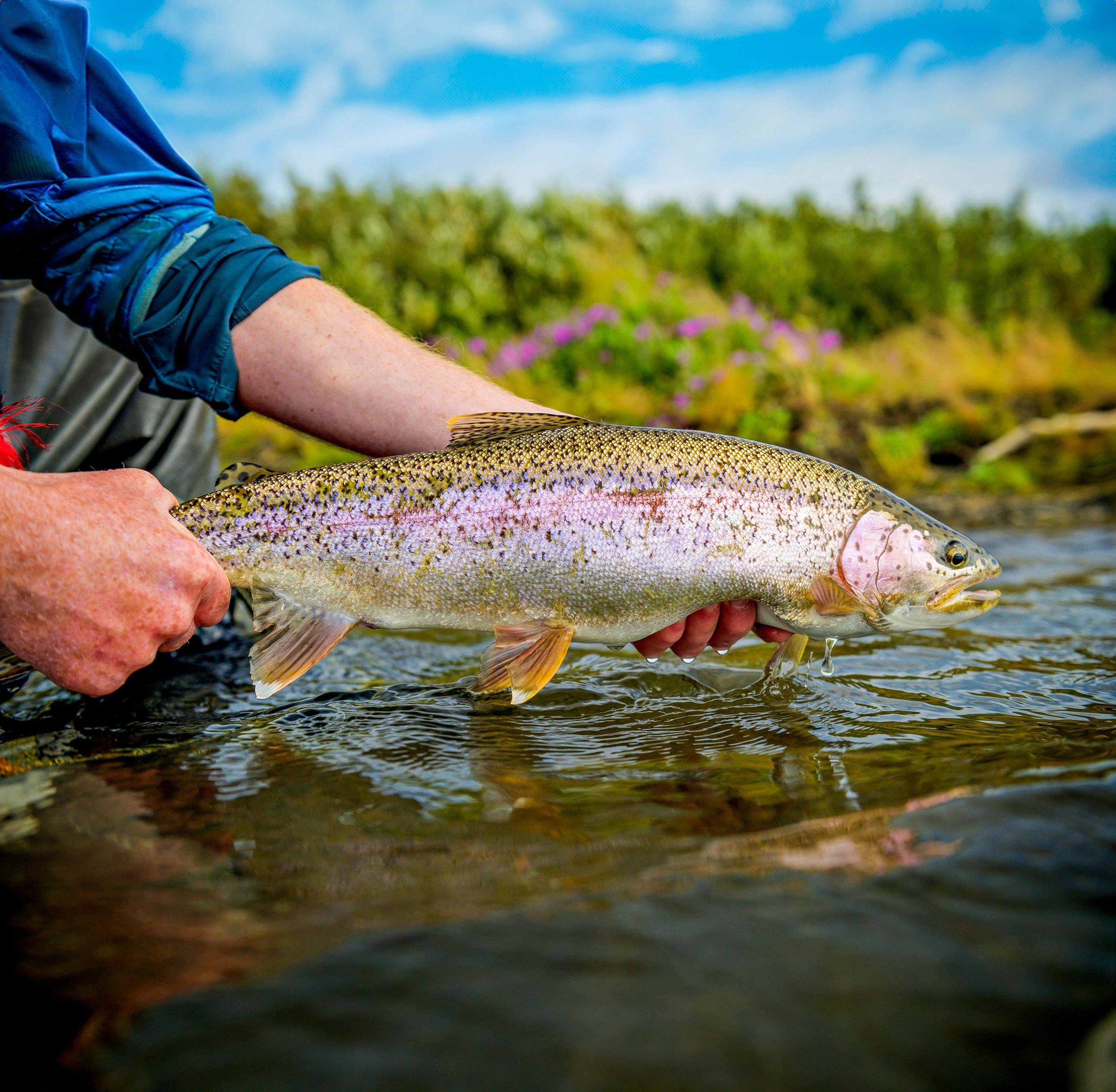A person holding a rainbow trout fish near a body of water, with a background of green trees and purple flowers under a partly cloudy sky at Lava Creek Lodge.