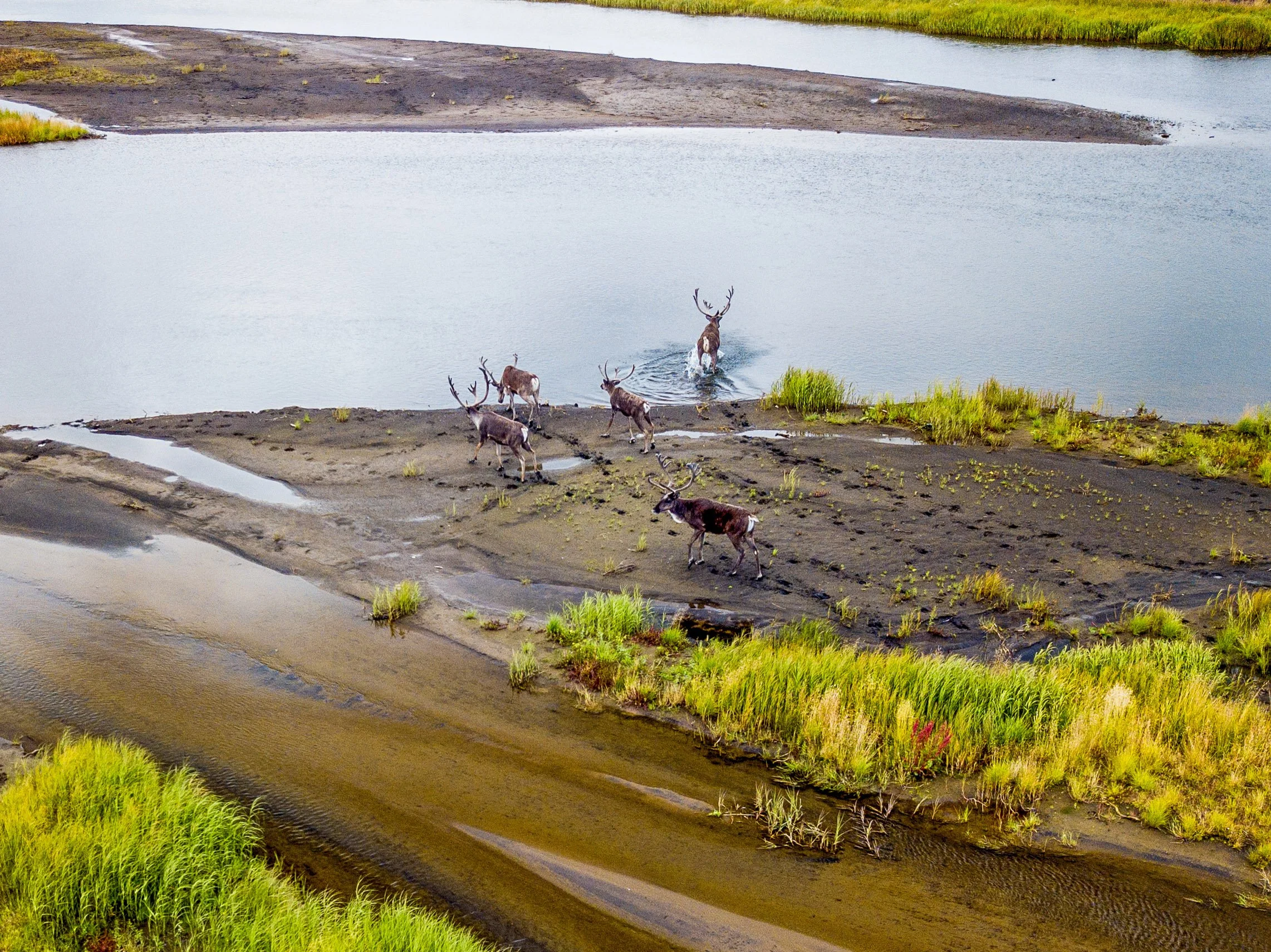 A group of reindeer walking through a partly flooded landscape with patches of grass and muddy ground.